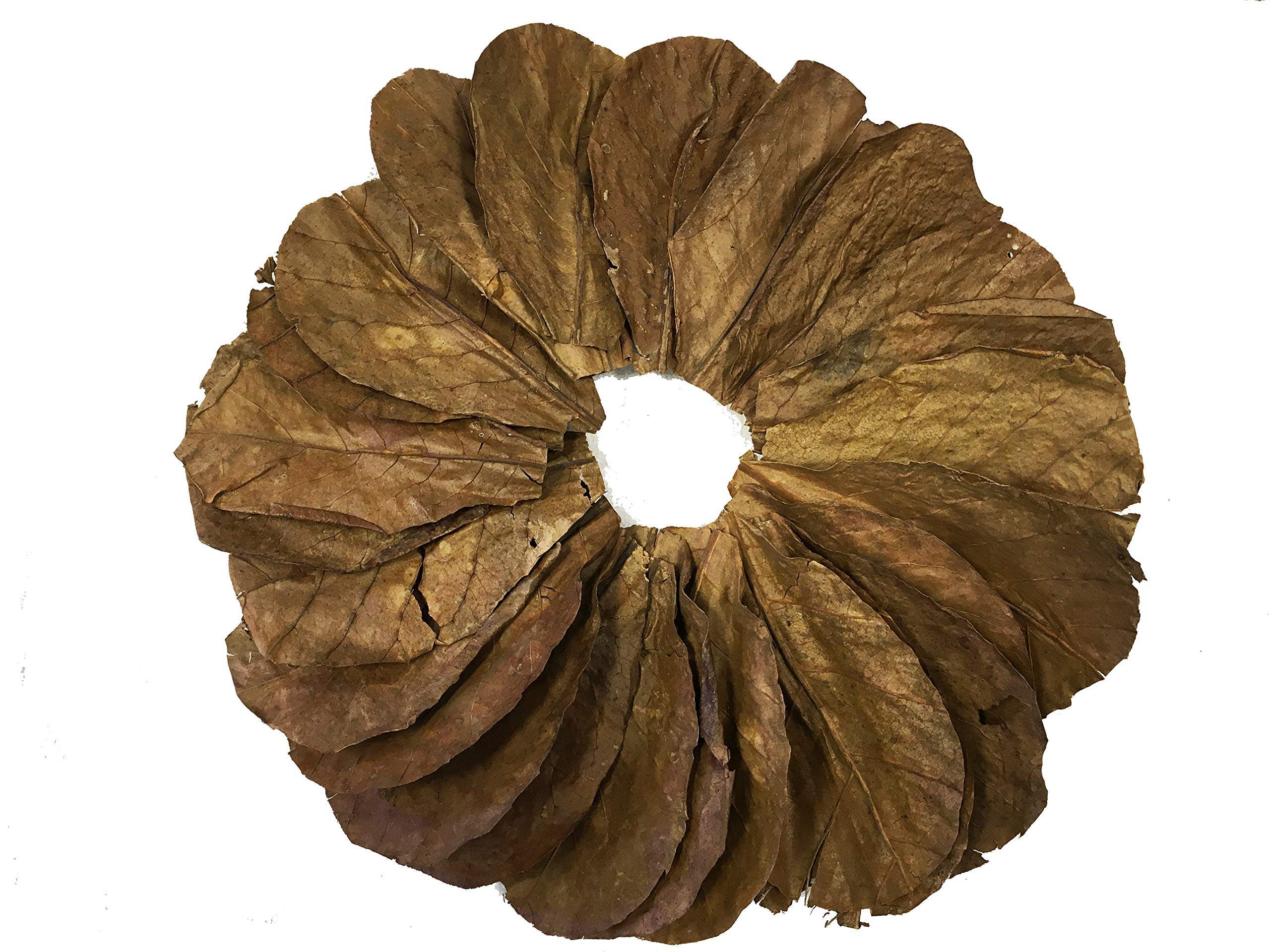 Awesome Aquatic Betta & Shrimp Leaves 50 4-6 Premium Catappa Indian Almond Leaves Natural Habitat Tannin Producing Improves Immu