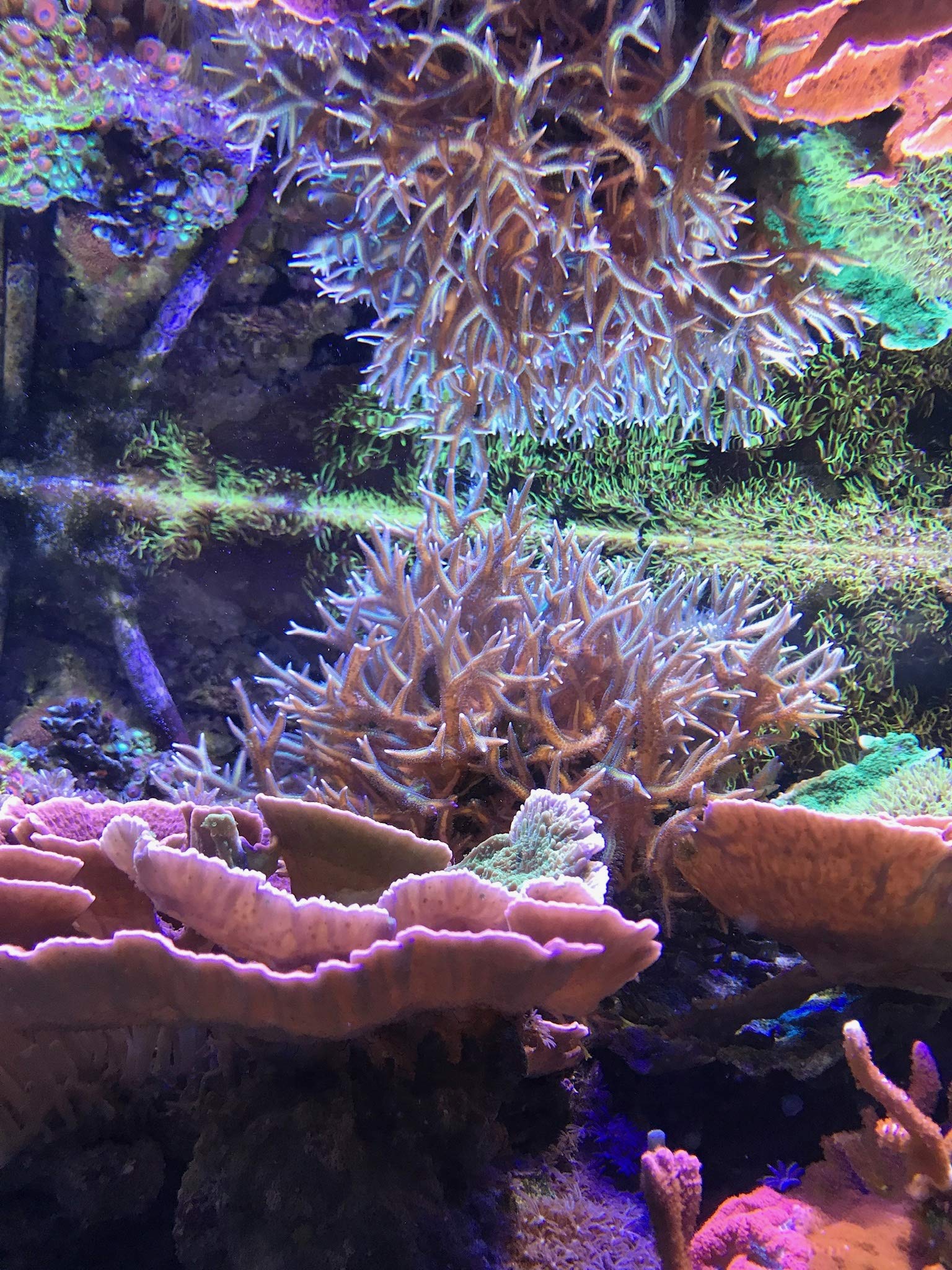 Reef Complete, 2 L / 67.6 fl. oz.