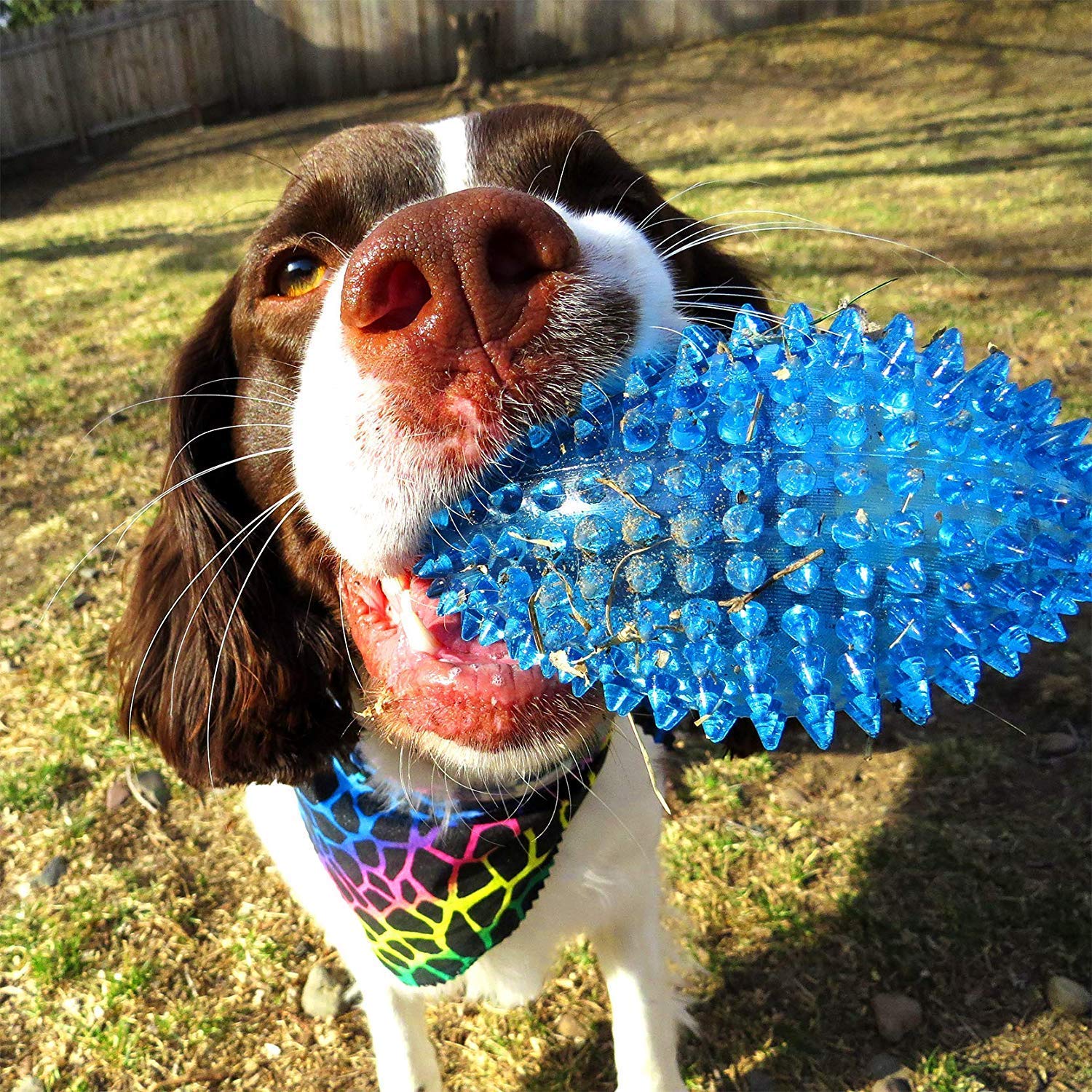 Petlicious & More Tpr Spike Pupppy Chew Toys Dog Teething Toys Puppy Squeaky Toys For Dogs &Puppies (Color May Vary)  Rugby