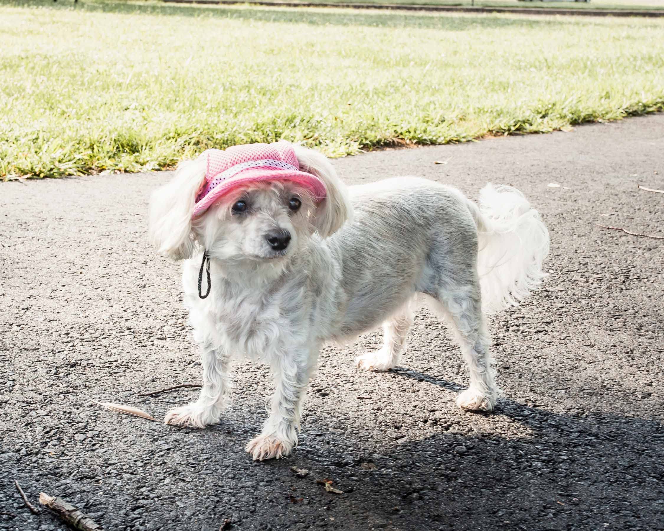 Pet Life        'Sea Spot Sun' Mesh Dog Hat With Uv Coverage Protection - Brimmed Pet Hats For Dogs Provides More Shade Than A D