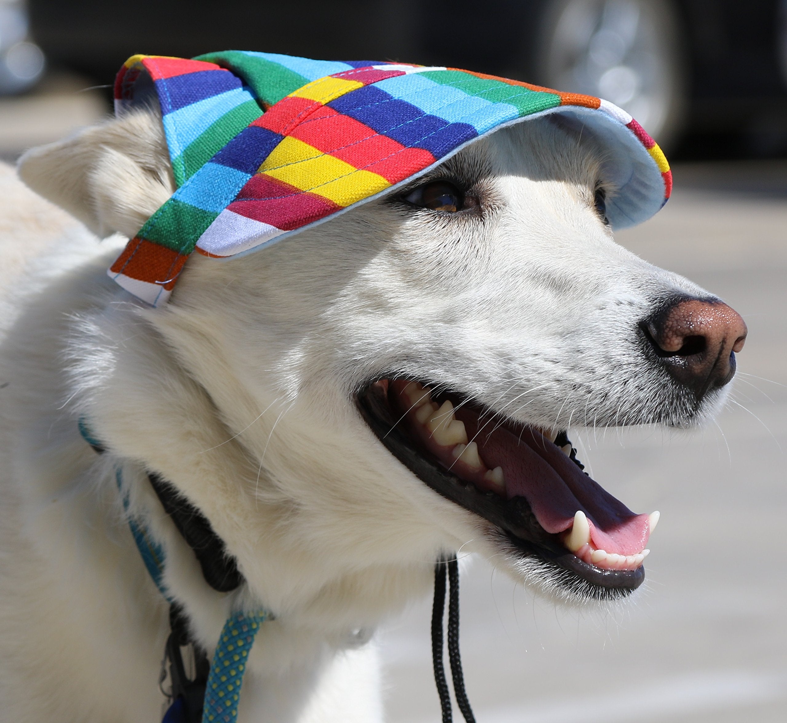 Lovewally Dog Outdoor Pet Hat Adjustable And Colors (Small, Rainbow)