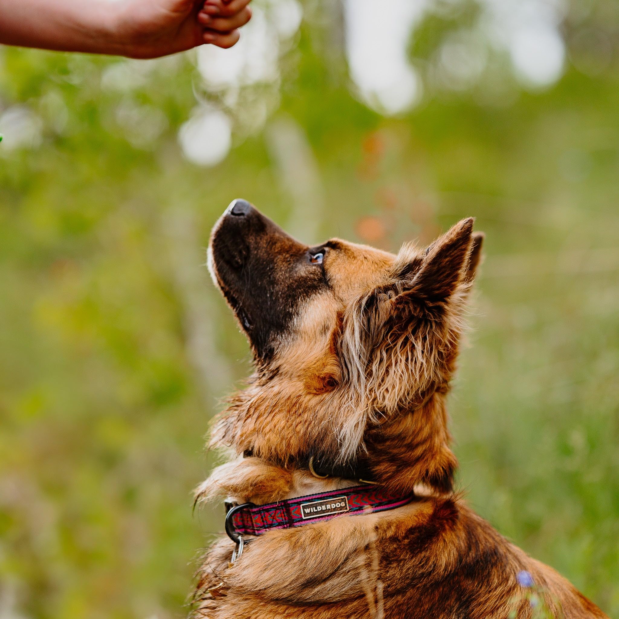 Wilderdog Ultralight Collar Series For Dogs - Large - Daybreak
