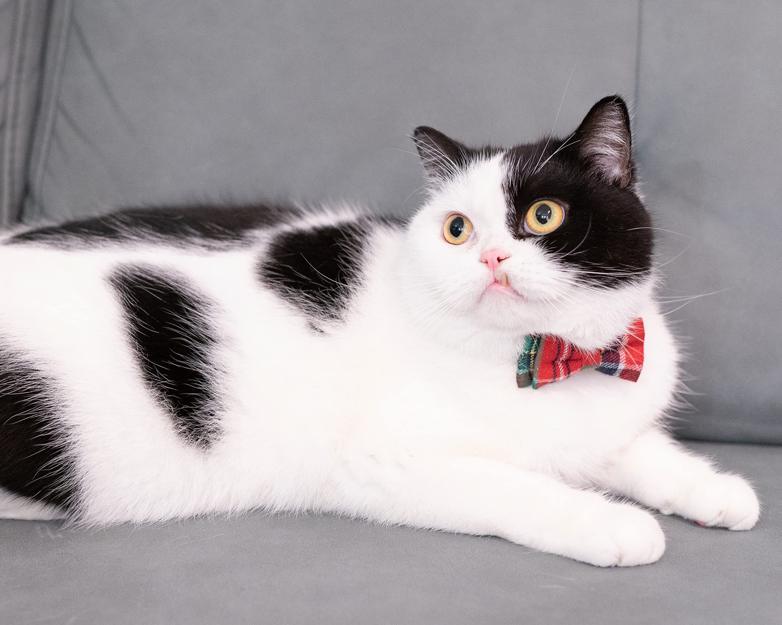 Gyapet Collar For Cats Pets Breakaway With Bell Bowtie Floral Bow Detachable Adjustable Safety Puppy 2Pcs Christmas-B