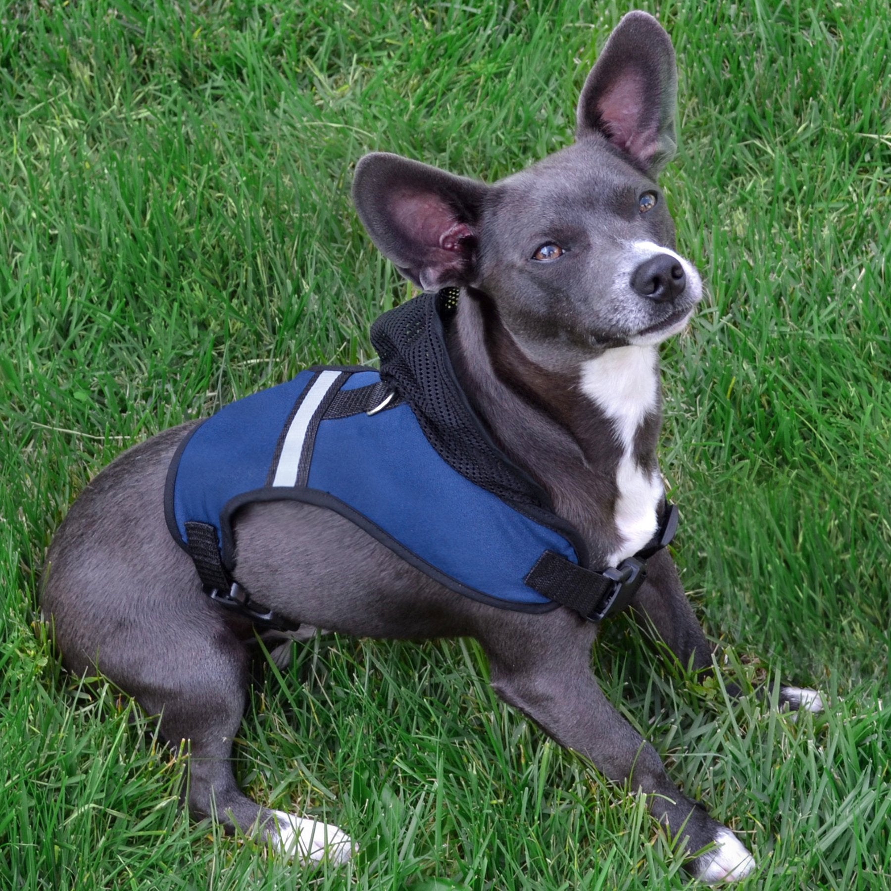Pets First Collegiate Pet Accessories, Kentucky Wildcats Hooded Harness, Size Small