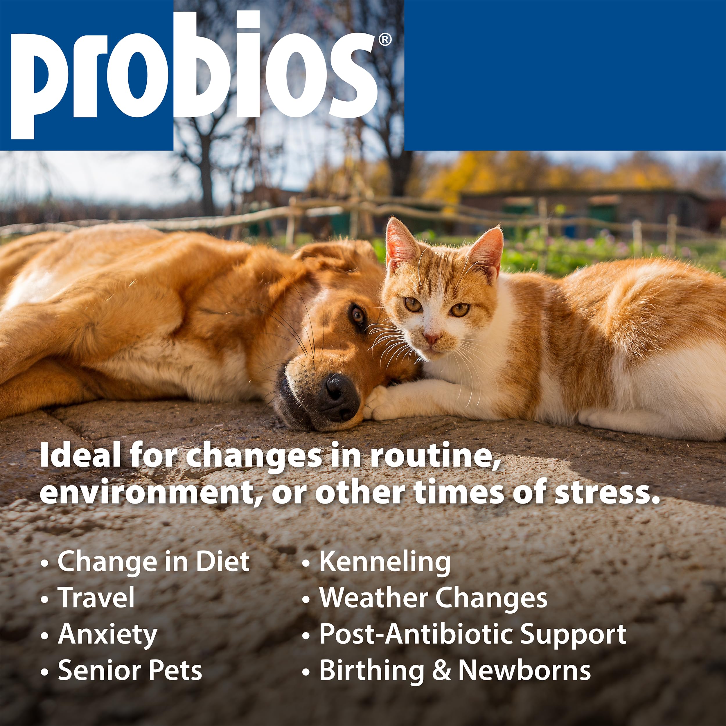 Probios Dog Treats - Digestion Support - 1lb Pouch