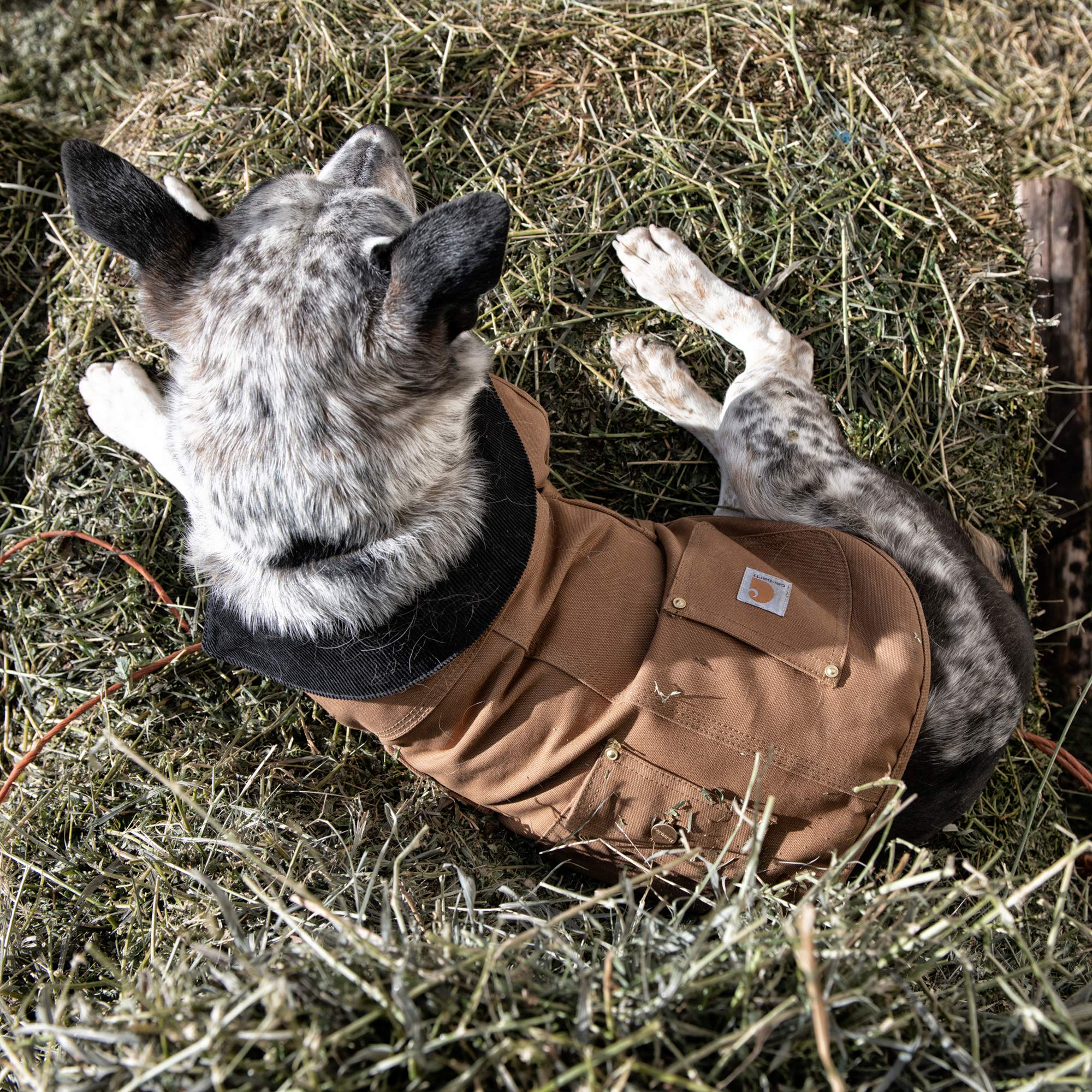 Carhartt Firm Duck Insulated Dog Chore Coat Hunter Orange/Brass Lg