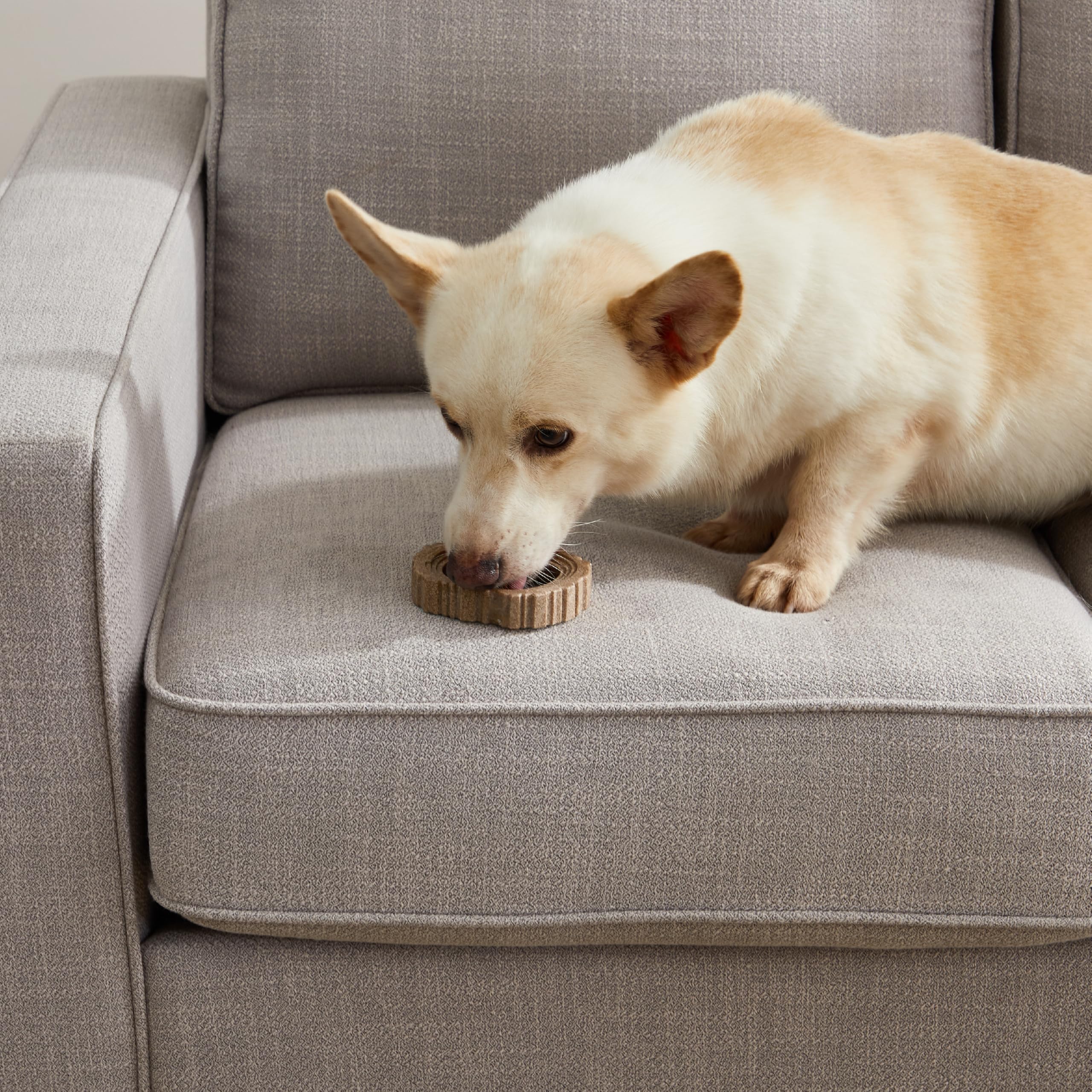 Petstages Dogwood Ring Dog Chew Toy, Small - Durable Wood Material, Model 67820, Ideal for Small Dogs