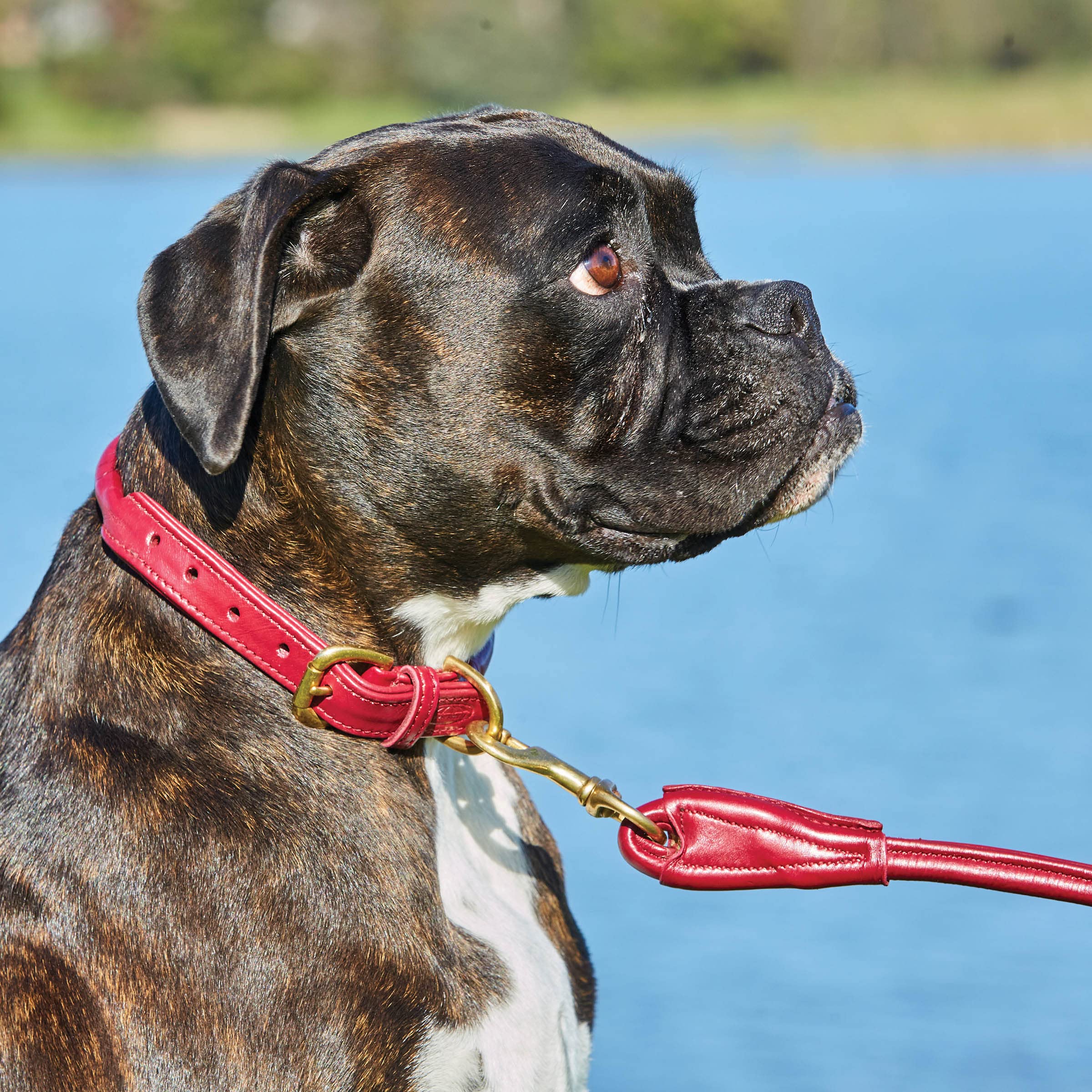 Weatherbeeta Rolled Leather Dog Collar, Teal, Extra Small