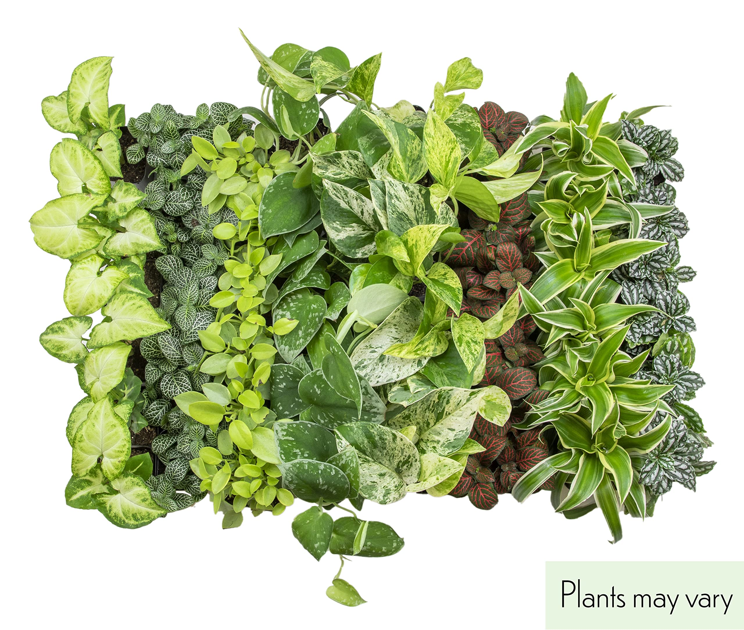 Easy To Grow Houseplants (12 Pack) Live House Plants In Plant Containers, Growers Choice Plant Set In Planters With Potting Soil