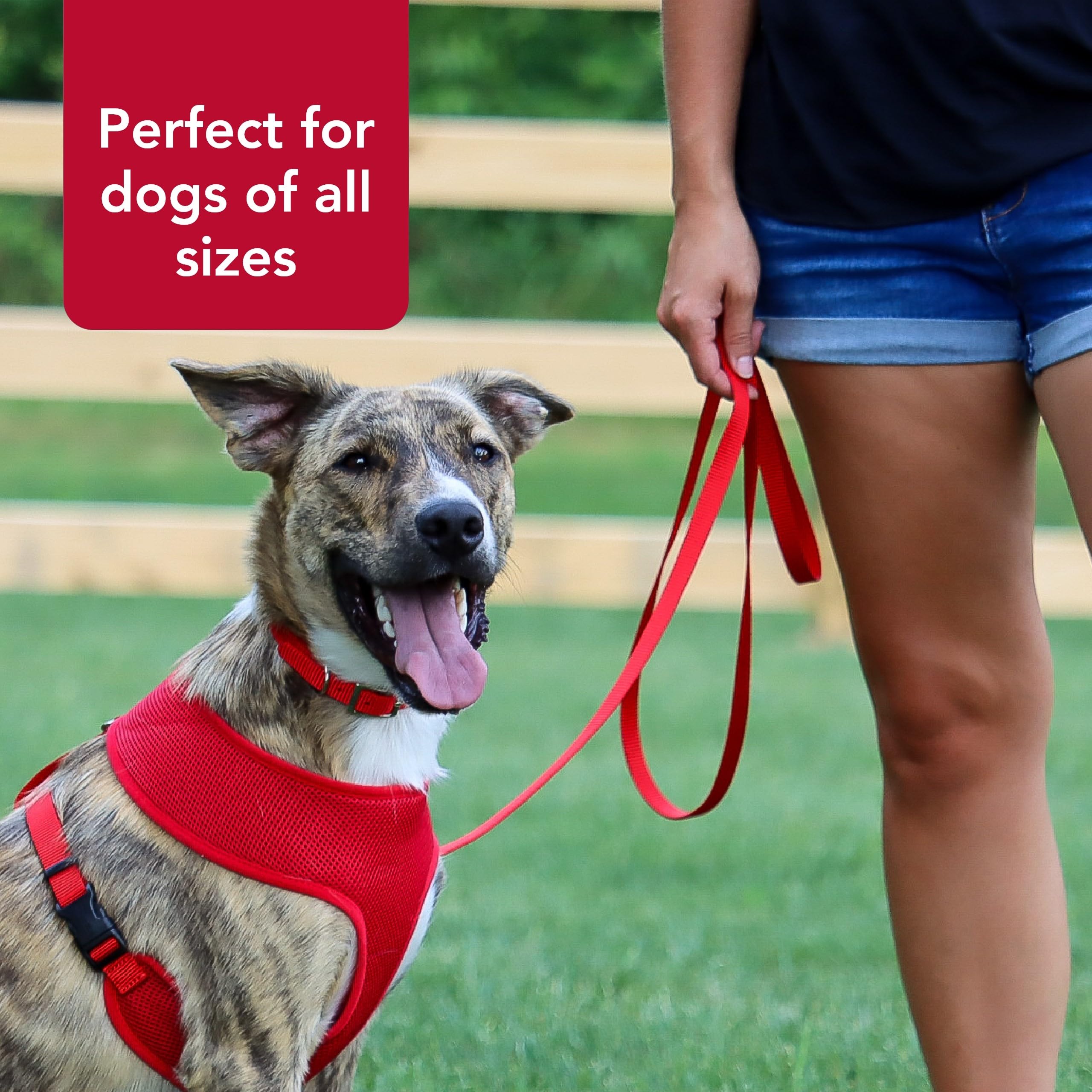 Coastal Pet Single-Ply Dog Leash - Sturdy Pet Leash - Comfortable & Stylish - Resists Fraying - Vibrant & Fade-Resistant Color - Pink Bright, 3/4' X 6'