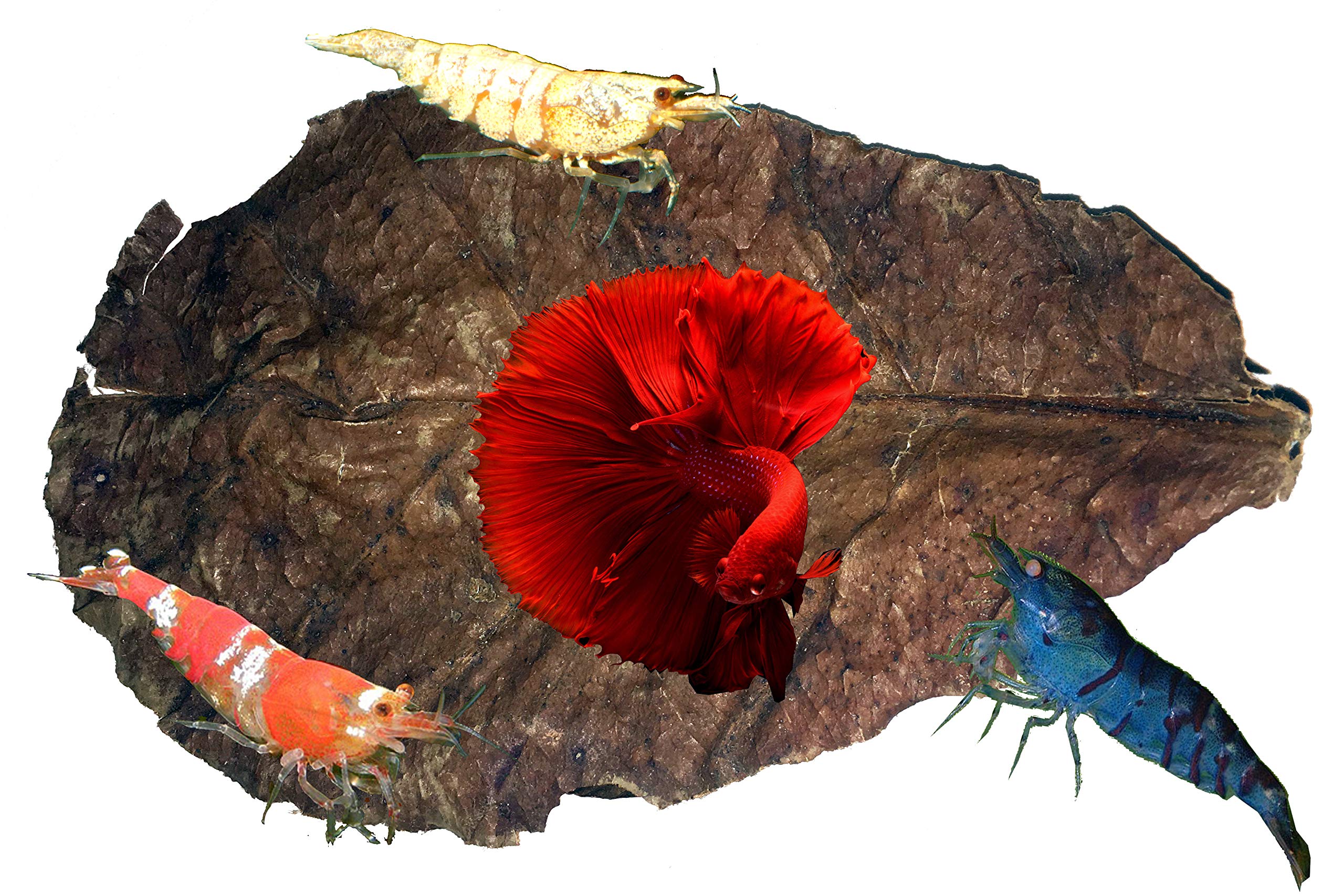 Awesome Aquatic Betta & Shrimp Leaves 50 4-6 Premium Catappa Indian Almond Leaves Natural Habitat Tannin Producing Improves Immu