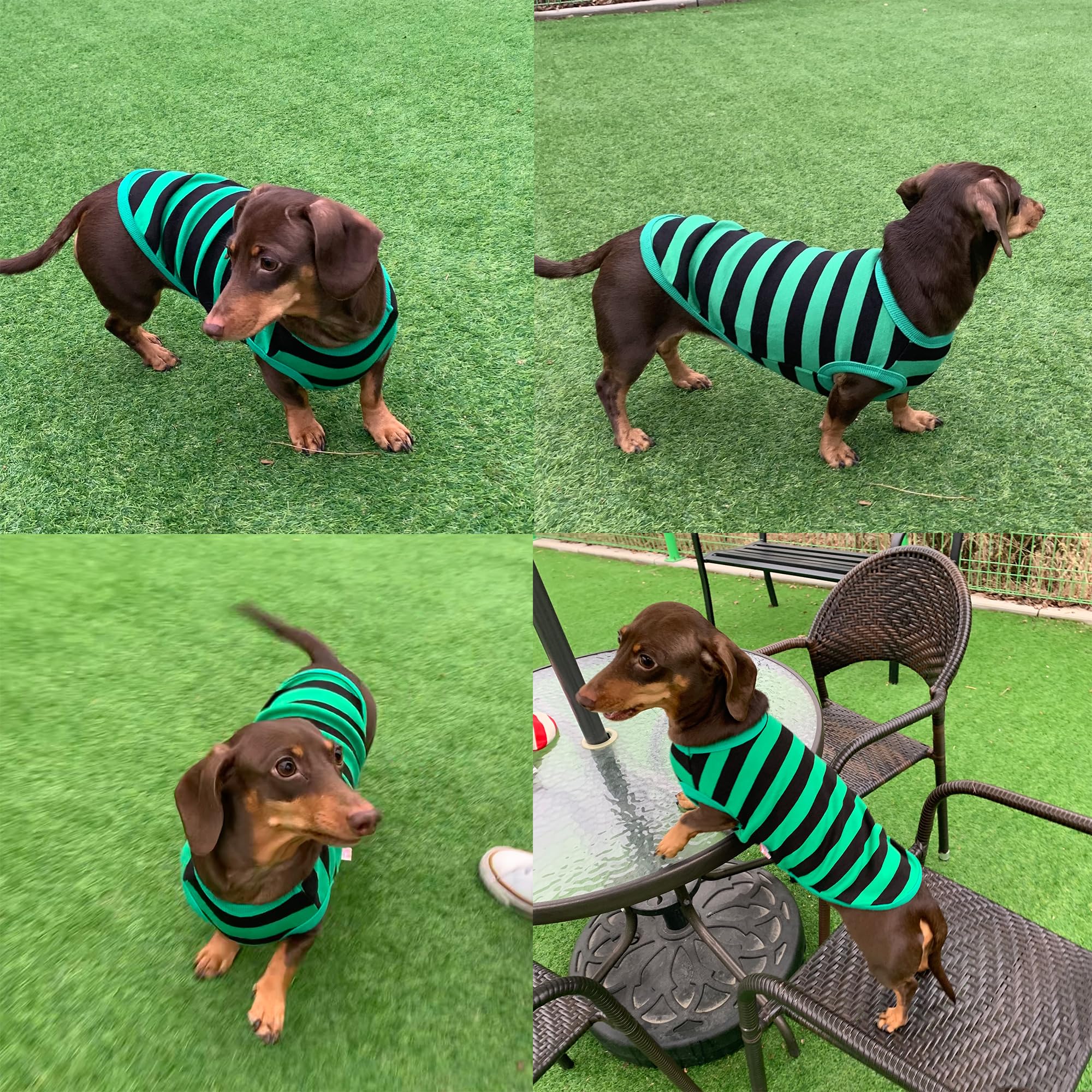 D Doggy Star Dachshund Clothes For Dogs Mini And Adults T Shirts (Xl,Stripe Green/Black)