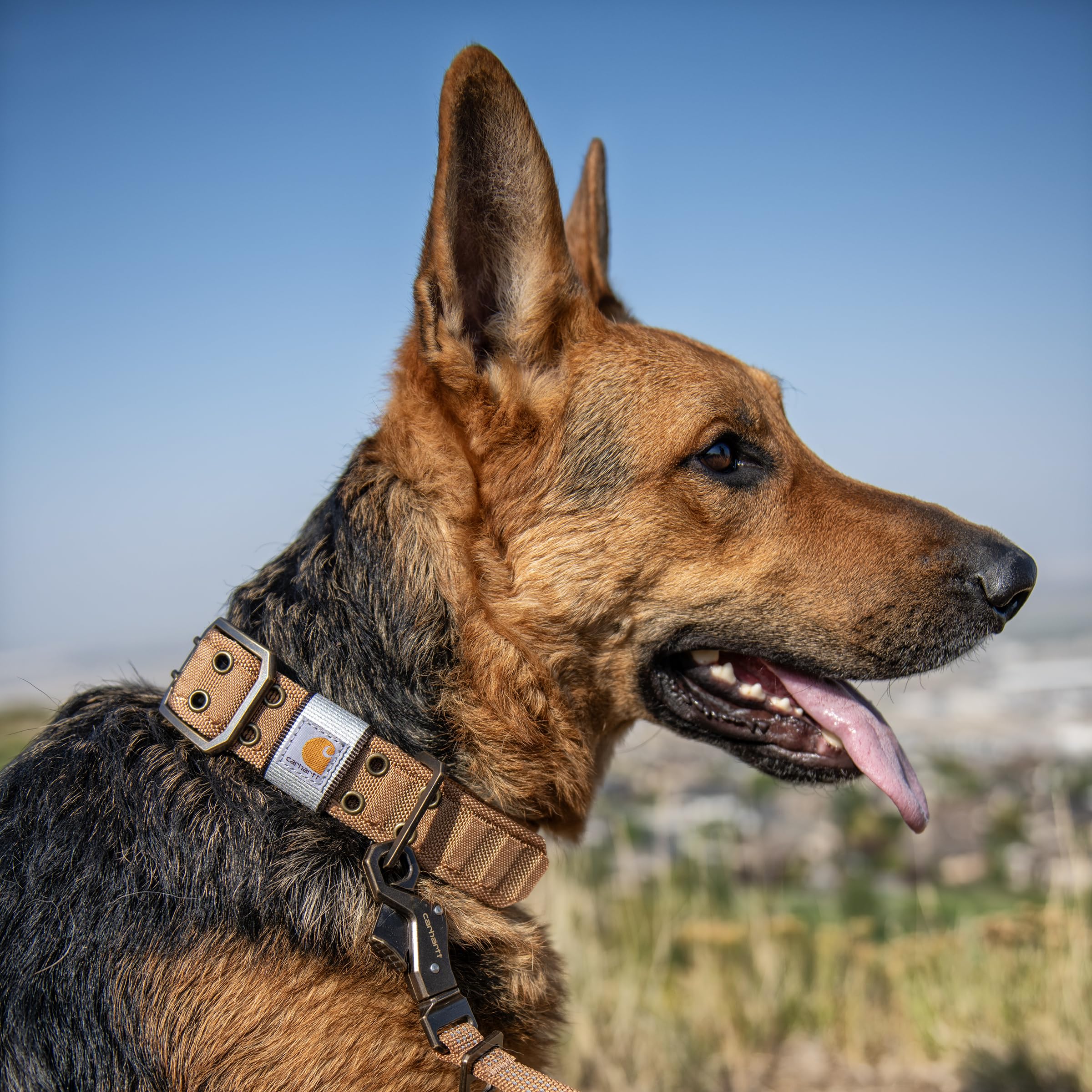 Carhartt Pet Fully Adjustable Wide Webbing Collar for Dogs, Heavy Duty Nylon for Walking & Training, Blaze Orange, Large