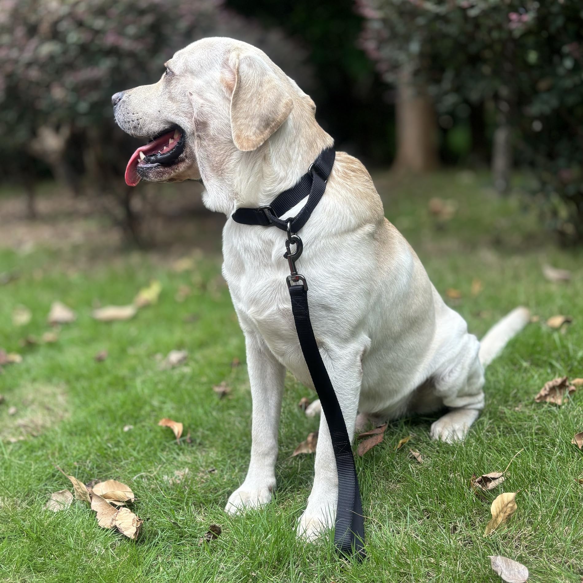 Cyclpet Premium18 Inches Nylon Short Dog Leash With Heavy Duty Clip And Soft Padded Handle For Large Medium Breed Dogs Daily Use