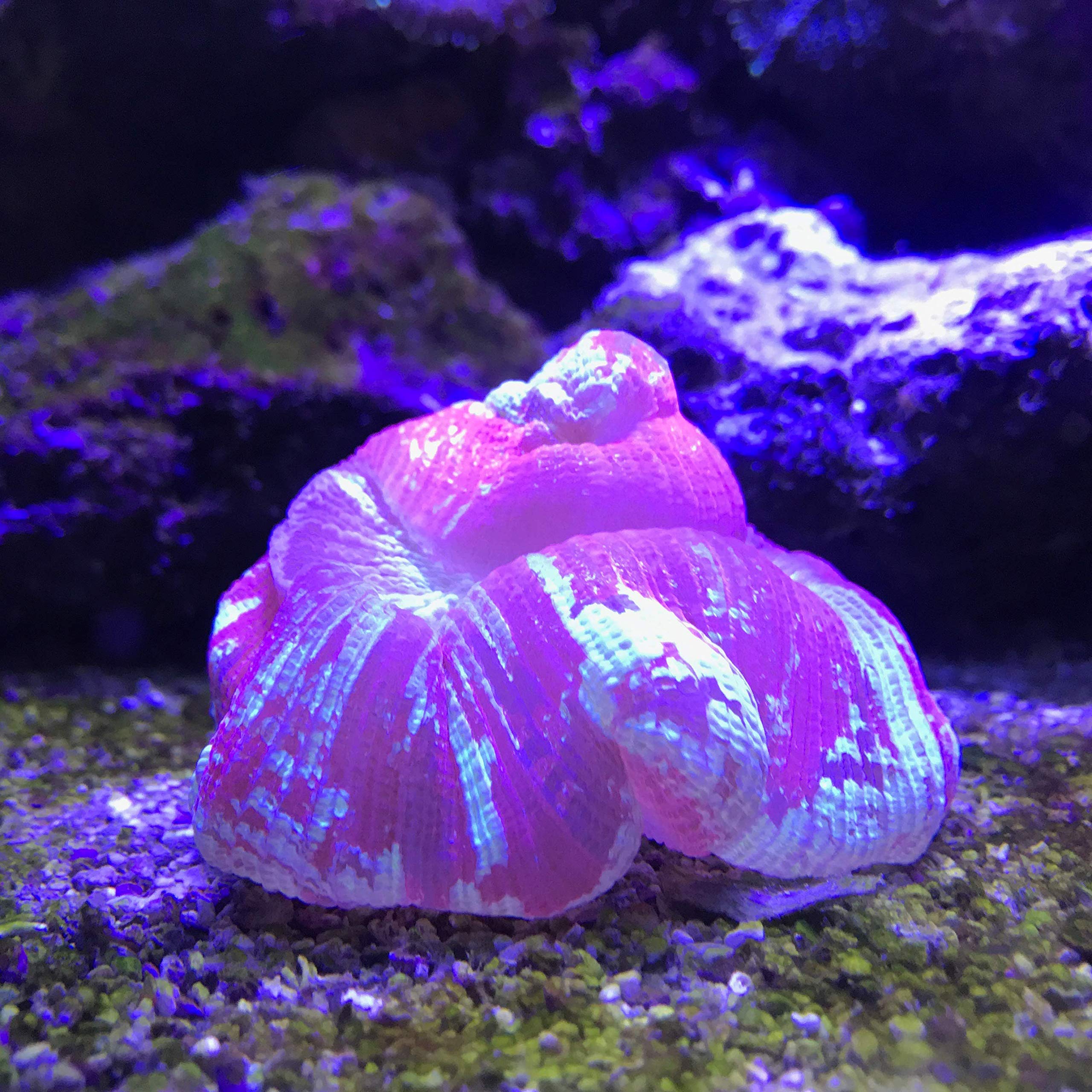 Seachem Reef Buffer 250gram