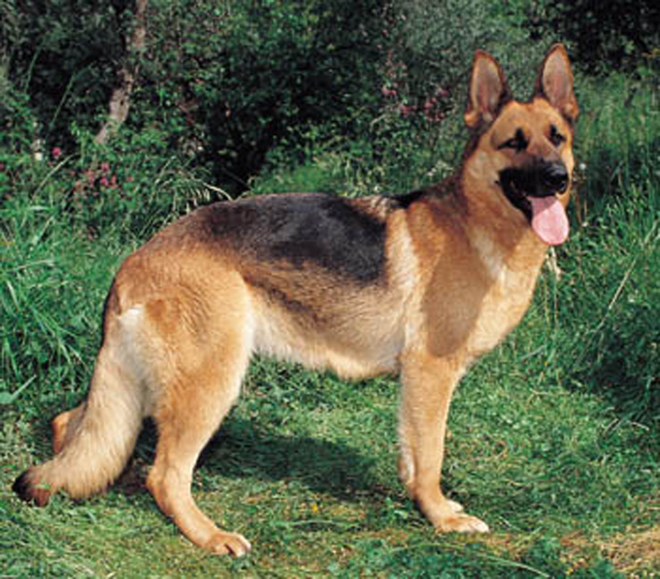 Dean And Tyler Wire Basket Muzzle, Size No. 11 - Newfoundland