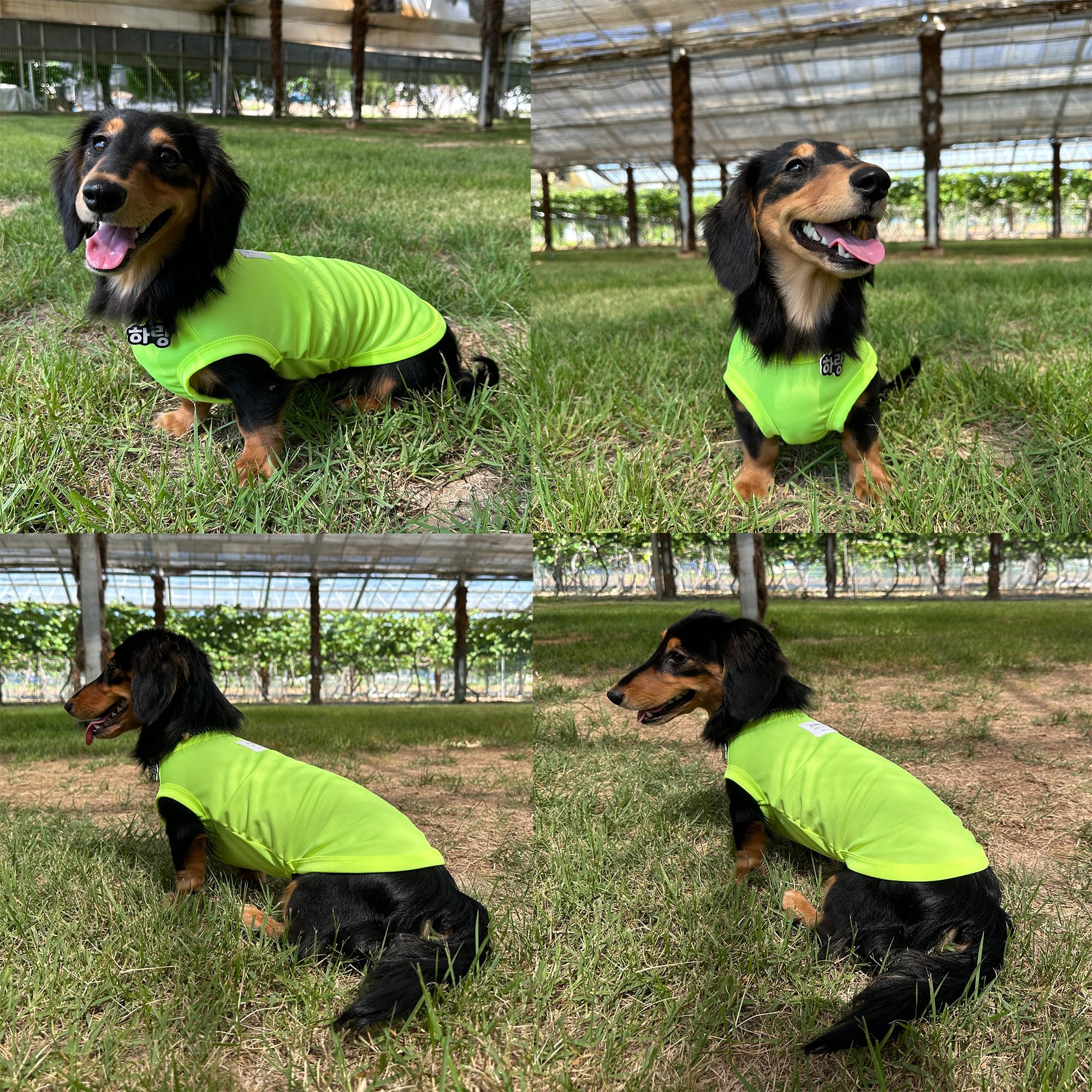 D Doggy Star Dachshund Clothes For Dogs Mini And Adults Neon T Shirts (Xl,Neon Yellow)