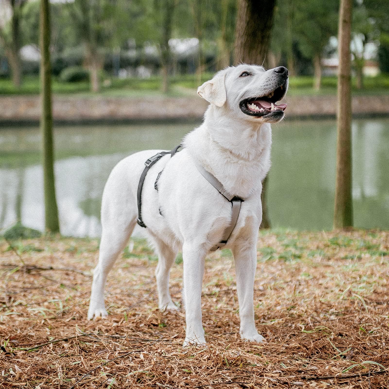 PUPTECK Escape Proof Dog Harness, No Pull Soft Padded Halter, Small, Black & Snow White, Model PUP23DHS01-S-Blk