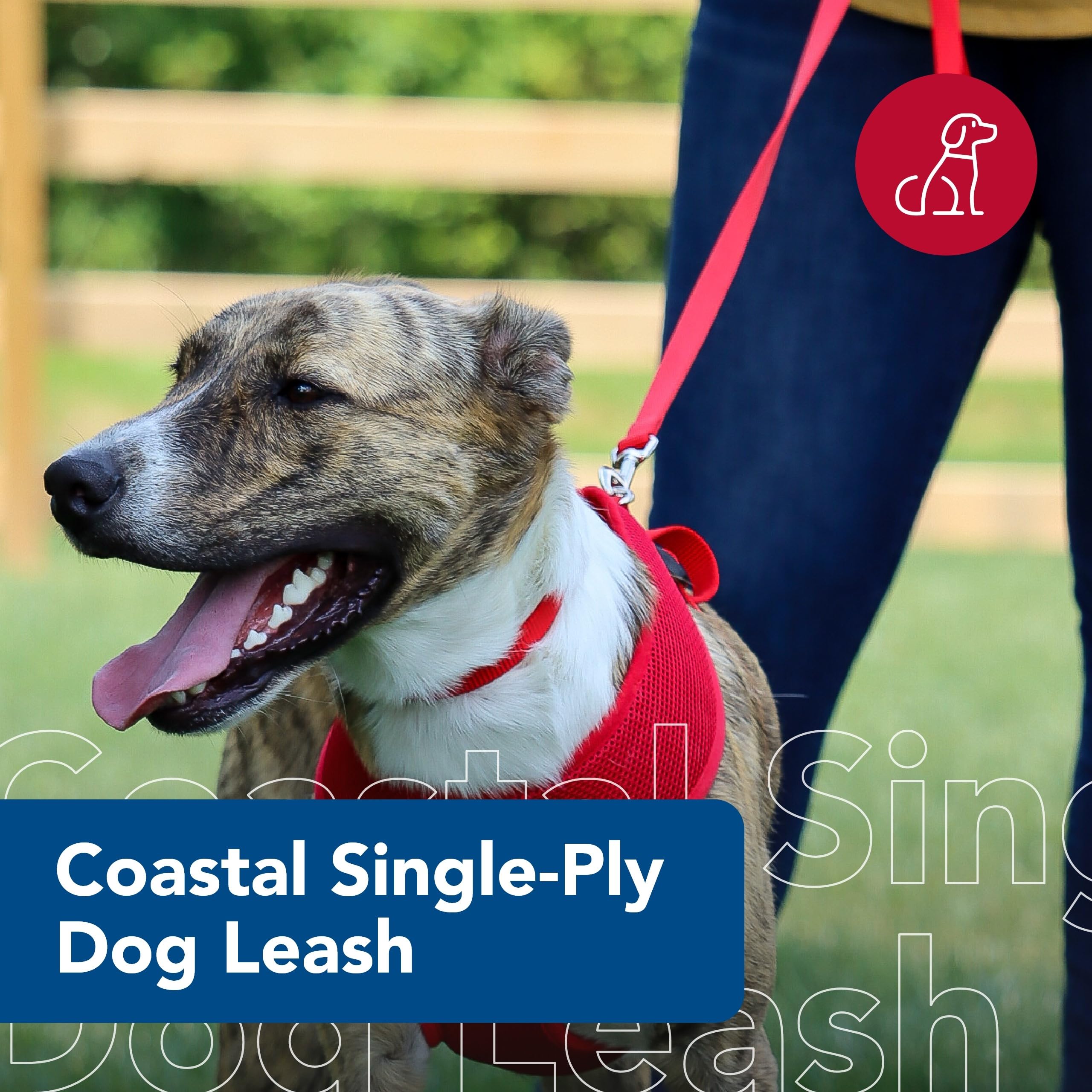 Coastal Pet Single-Ply Dog Leash - Sturdy Pet Leash - Comfortable & Stylish - Resists Fraying - Vibrant & Fade-Resistant Color - Neon Pink, 3/4' X 6'