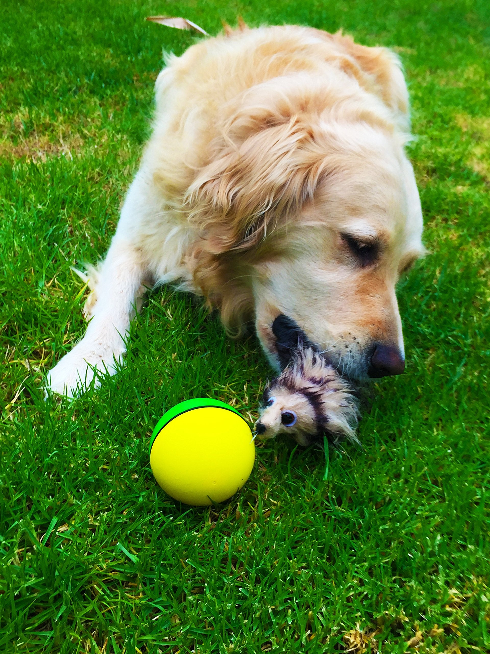 Weazel Ball Motorized Rolling Ball Pet Toy