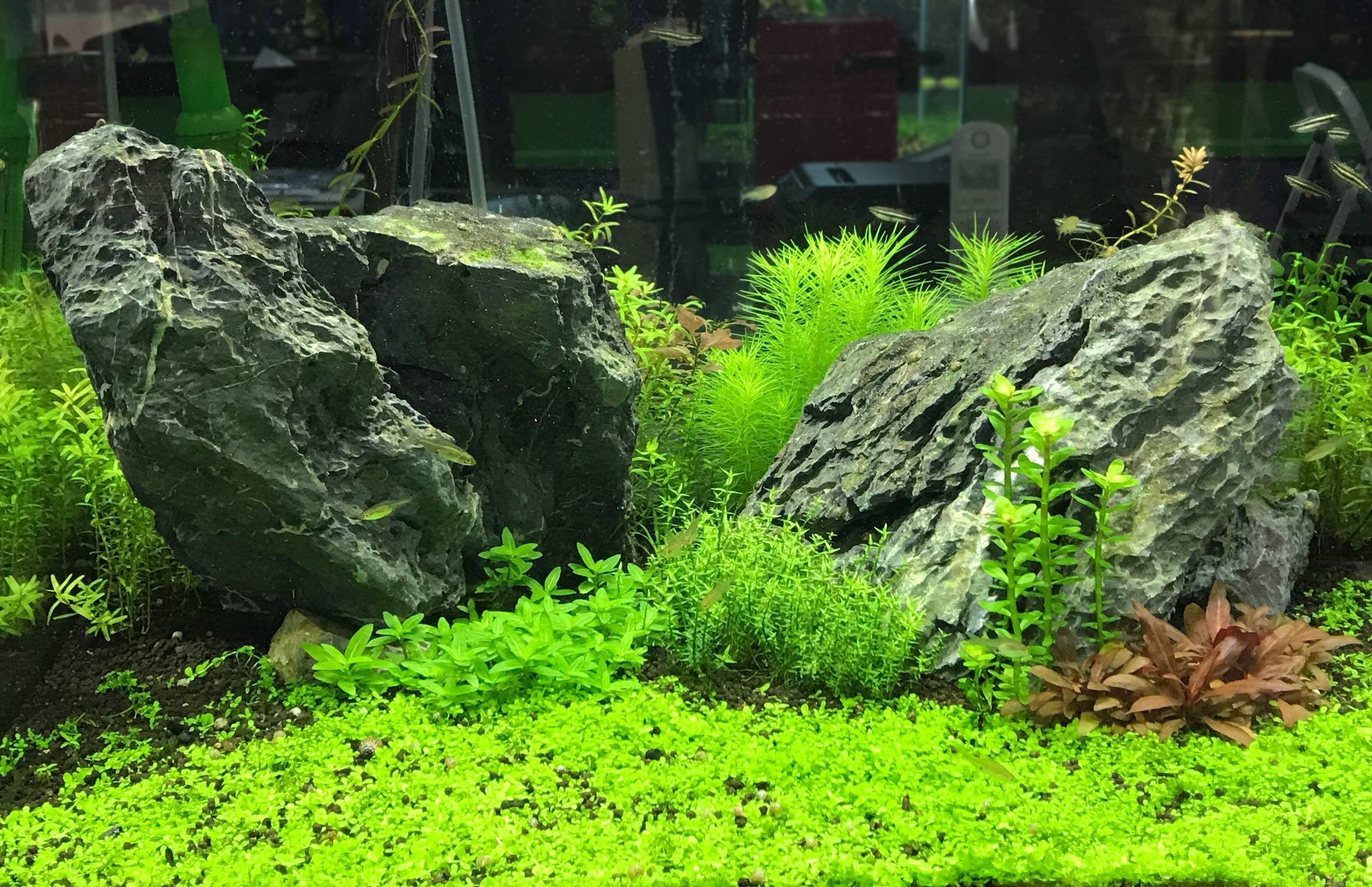 Seachem Flourish Nitrogen Fertilizer - 100 mL / 3.4 fl. oz. - Green - Model 625