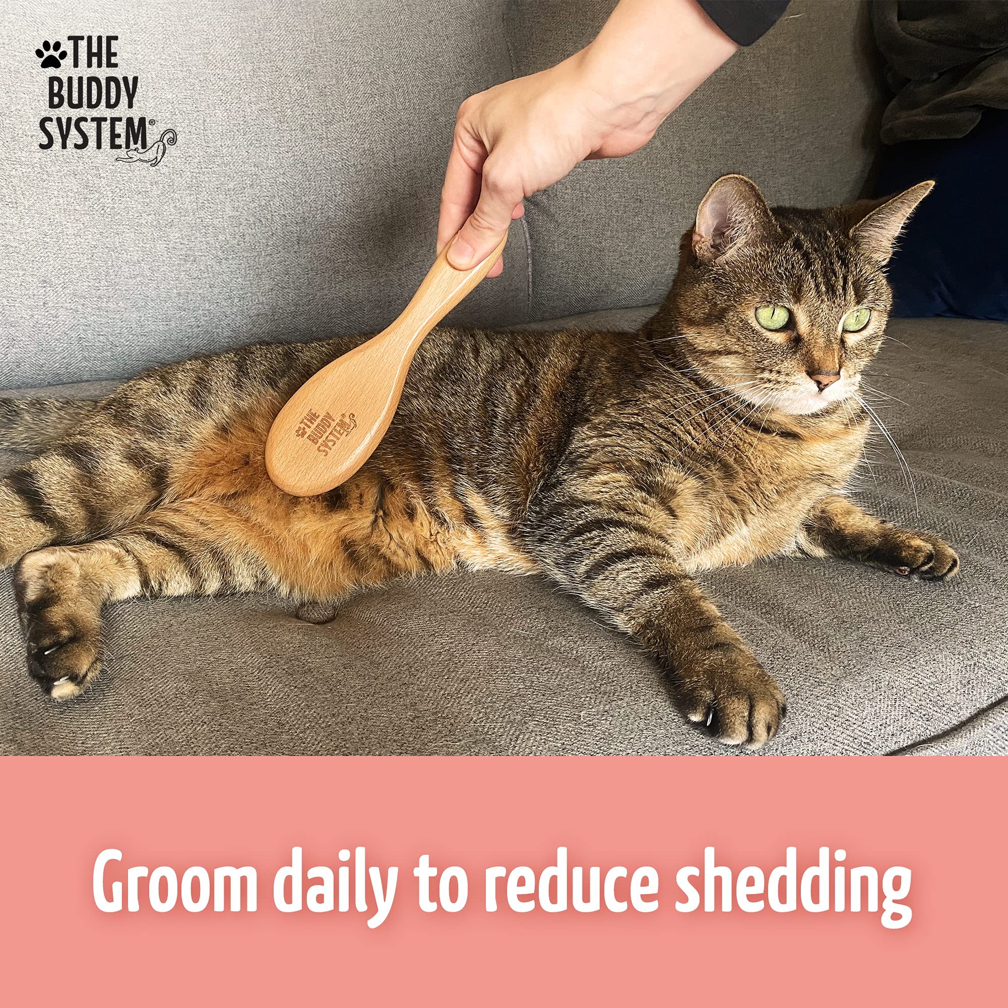 The Buddy System Cat Brush - Boar Bristle Grooming Hairbrush, Reduces Shedding, 1 Pack, Brown