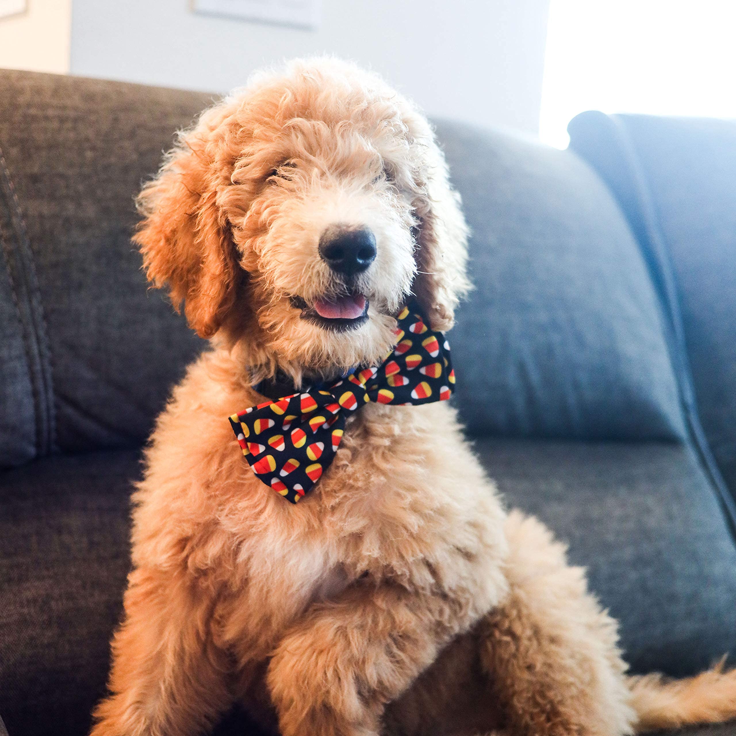 Huxley & Kent Bow Tie For Pets | Candy Corn (Small) | Halloween Bow Tie Collar Attachment | Fun Bow Ties For Dogs & Cats | Cute, Comfortable, And Durable | H&K Bow Tie