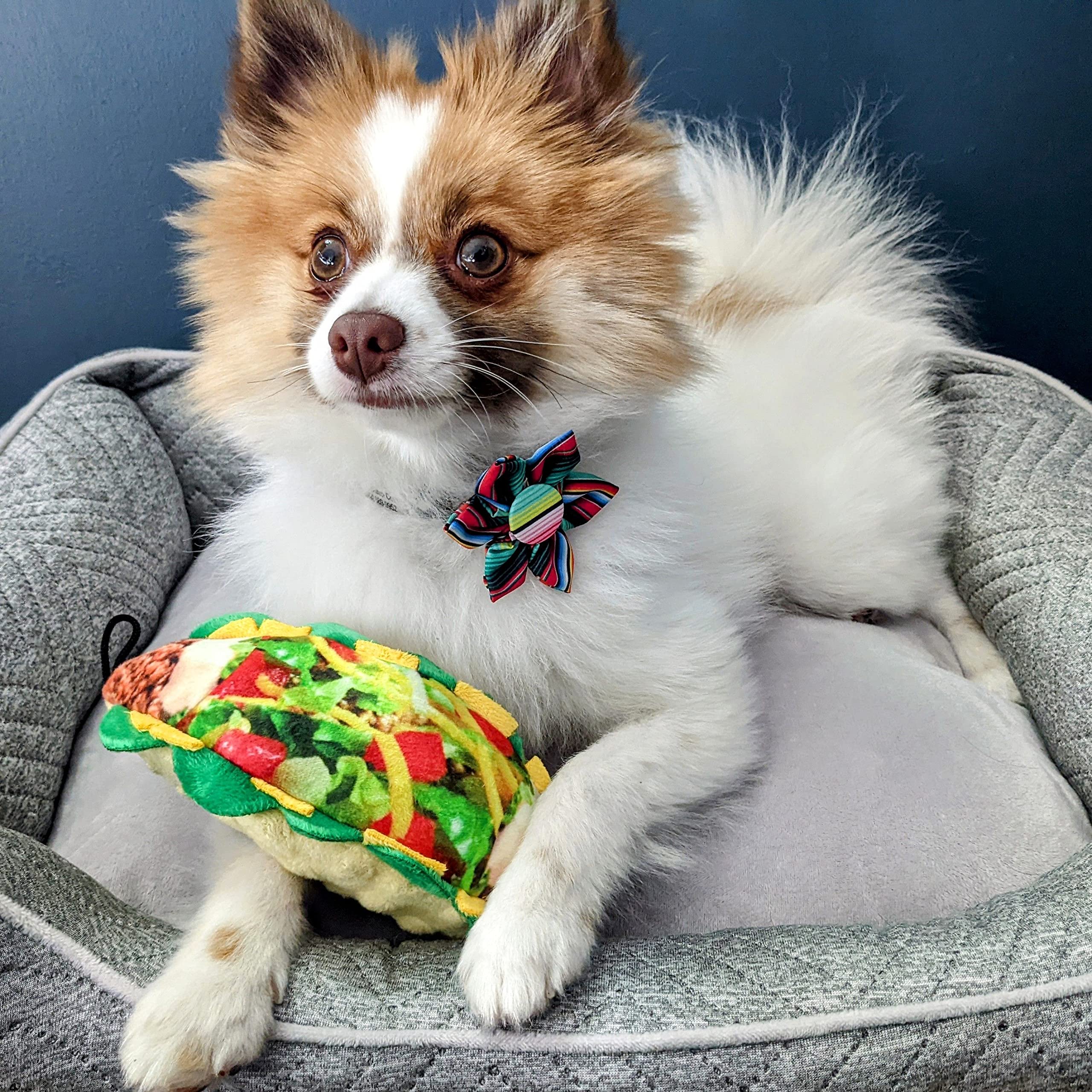 Huxley & Kent For Dogs - Taco Tuesday (Small) - Funny Dog Toy With Squeaker - Fun, Durable, And Safe