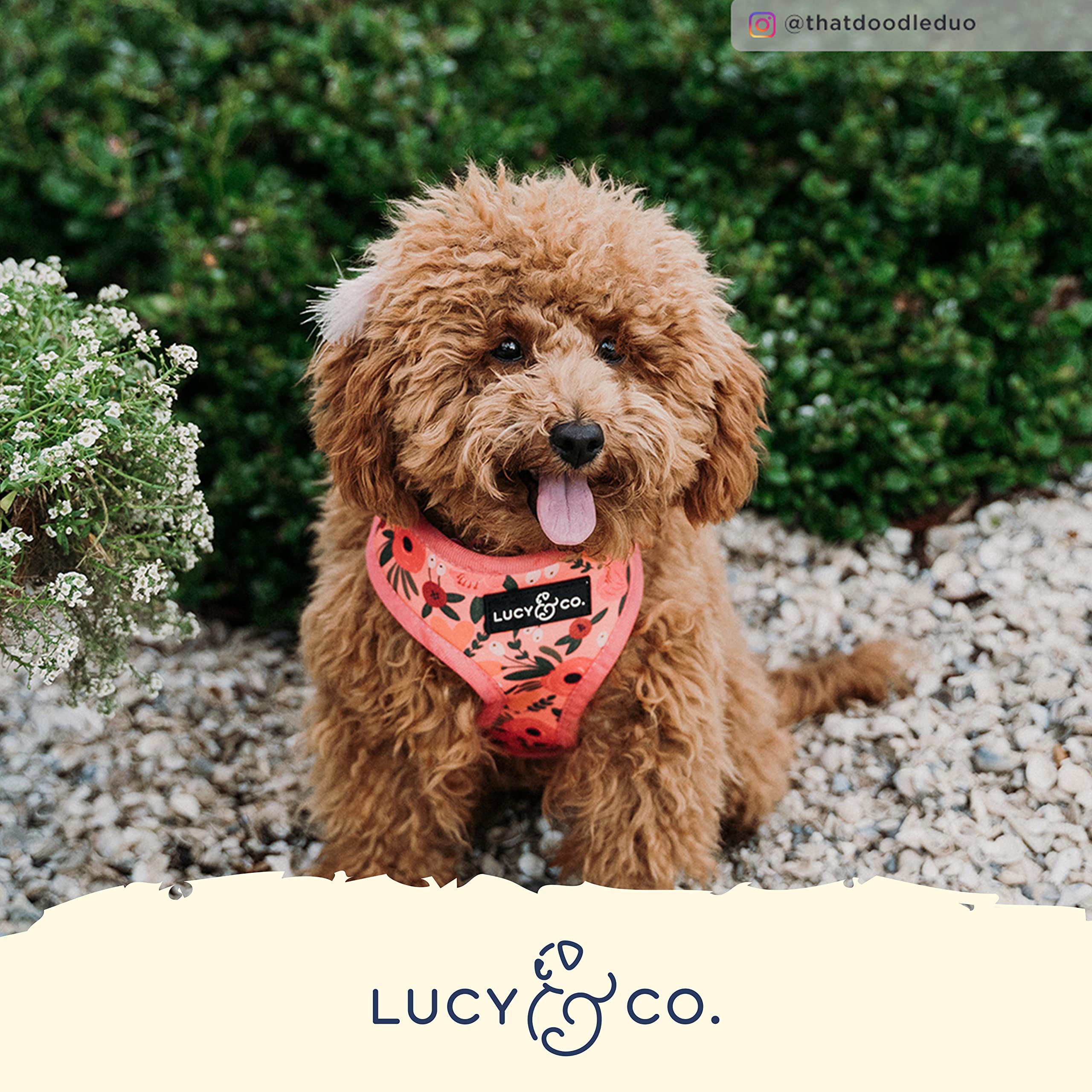 Lucy & Co Posy Pink, Reversible Dog Harness | Soft and Padded for Comfort with Ability to Easily Switch Between Two Designer Pri