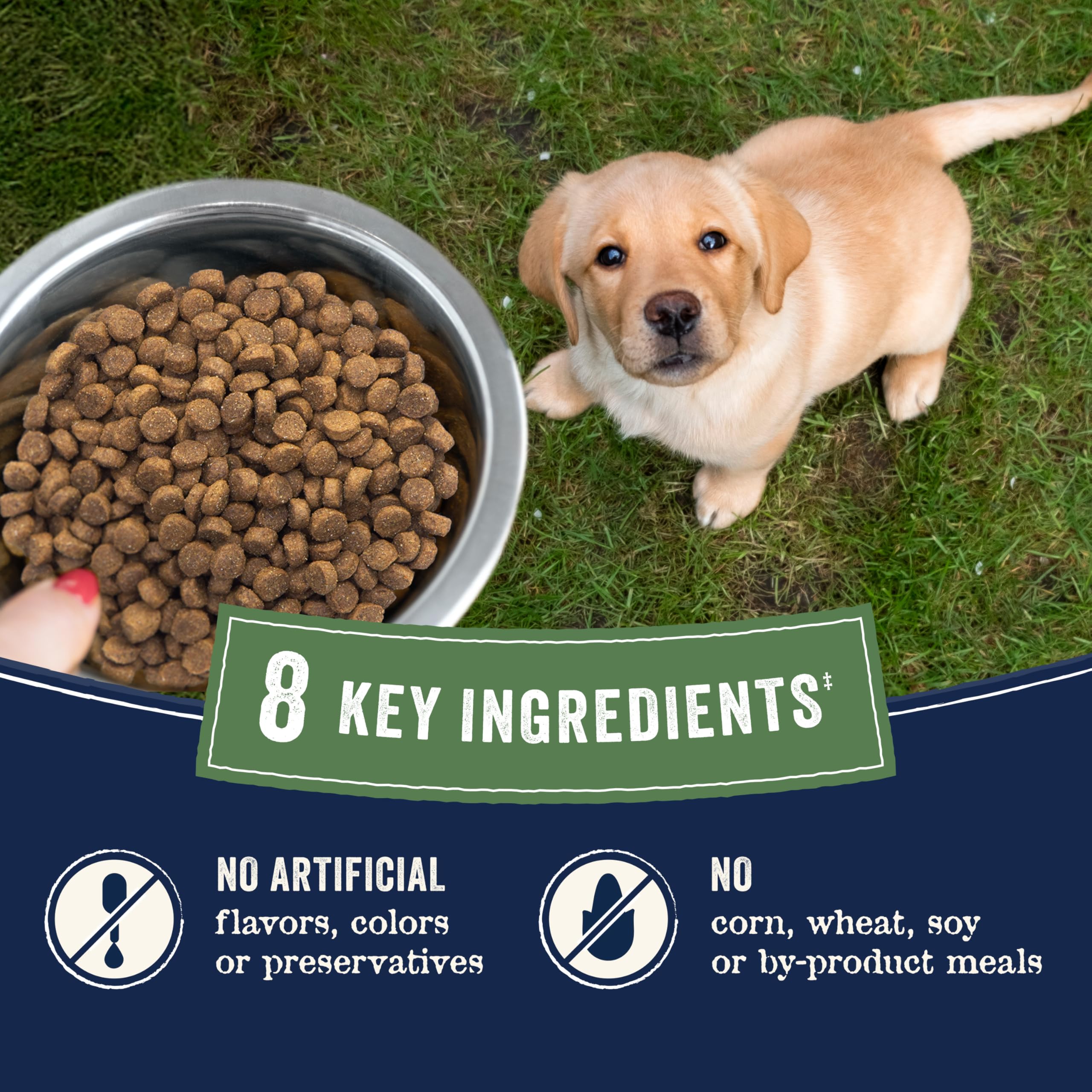 Canidae Pure Grain Free Dry Puppy Food, Real Salmon & Sweet Potato, 4 lbs.
