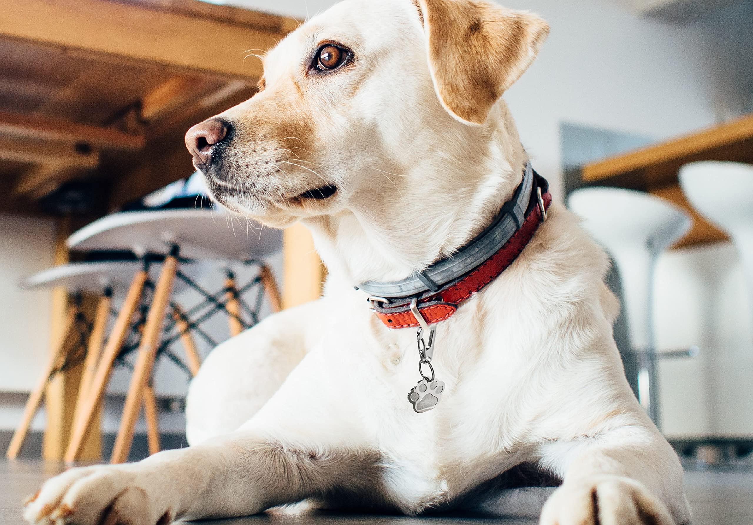 Chyobo Stainless Steel Dog Tag Quick Clips - Perfect For Dogs And Cats