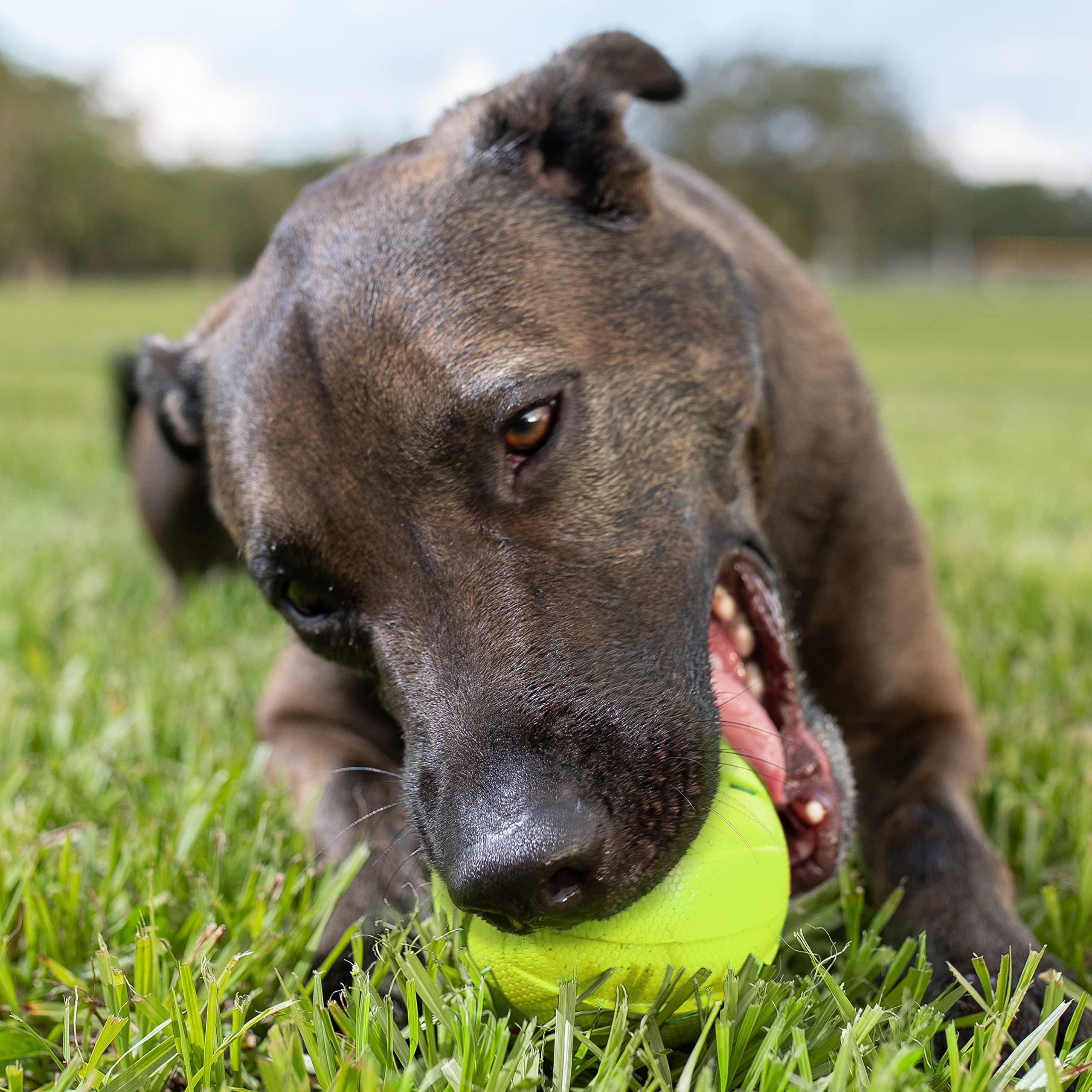 Nerf Dog Rubber Ball Dog Toy With Squeaker, Lightweight, Durable And Water Resistant, 4 Inch Diameter For Medium/Large Breeds, Single Unit, Green