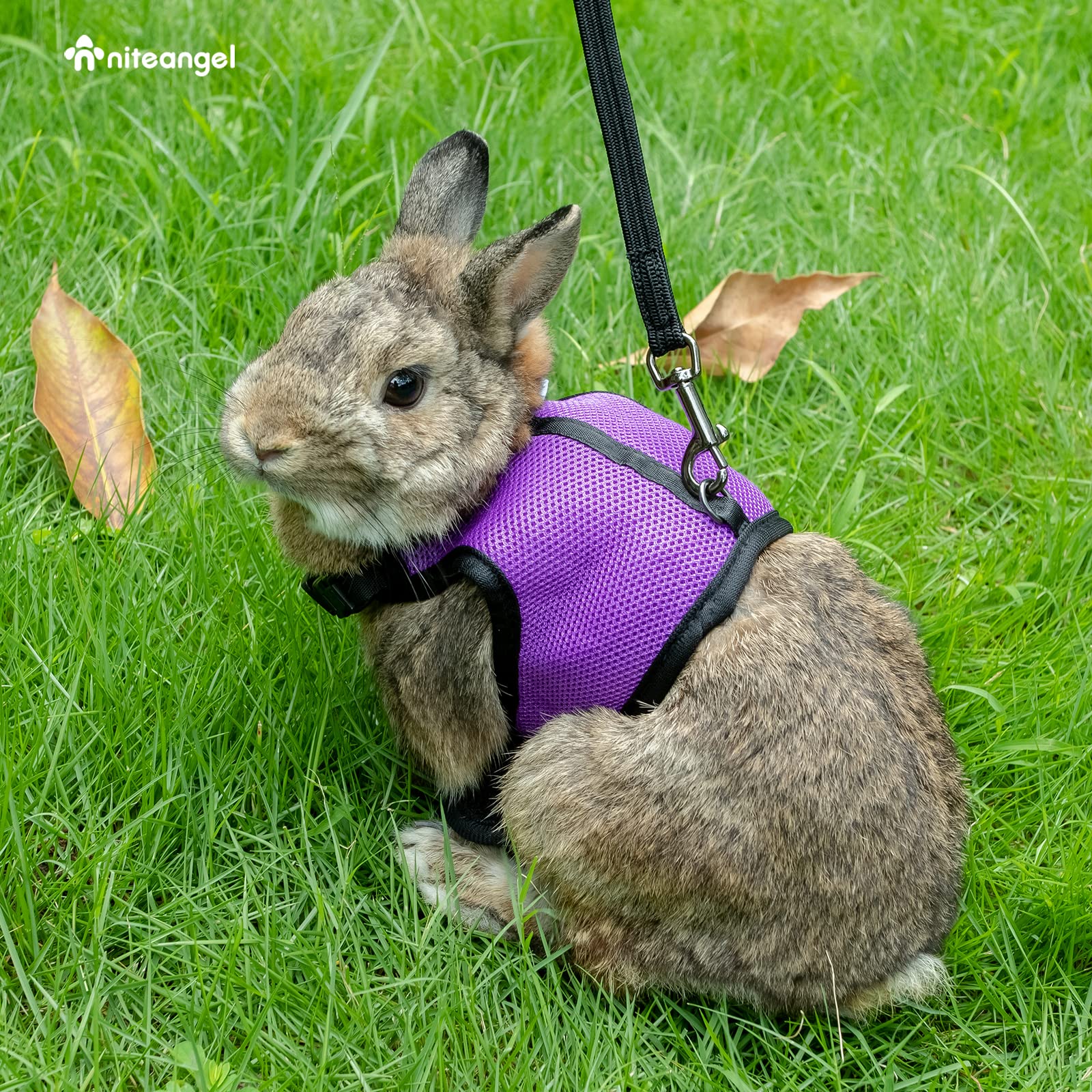 Niteangel Adjustable Soft Harness With Elastic Leash For Rabbits (M, Black)