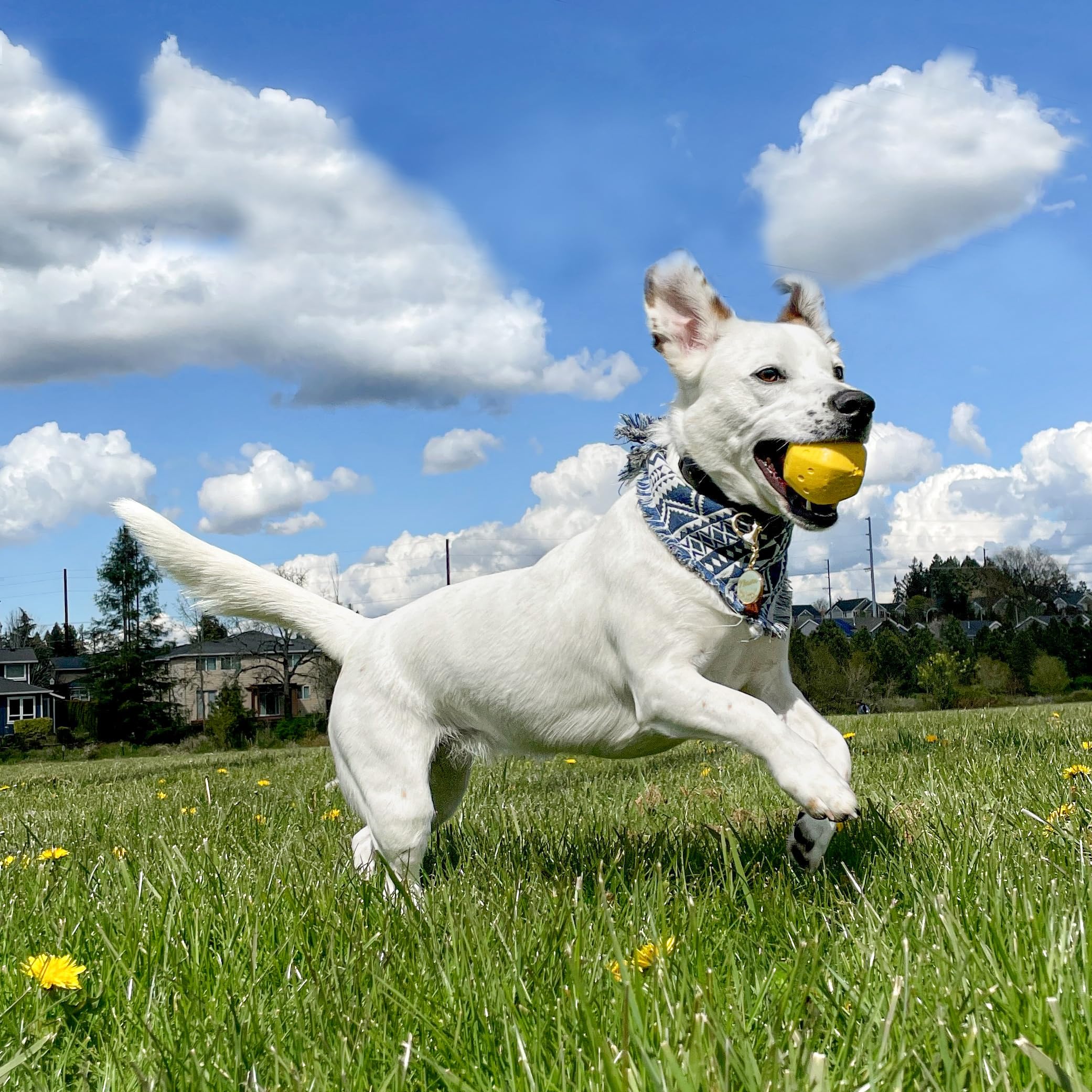 Project Hive Pet Company - Hive Ball - Dog Balls - Toy For Large And Medium Breeds - Great For Fetch - Floats In Water - Durable