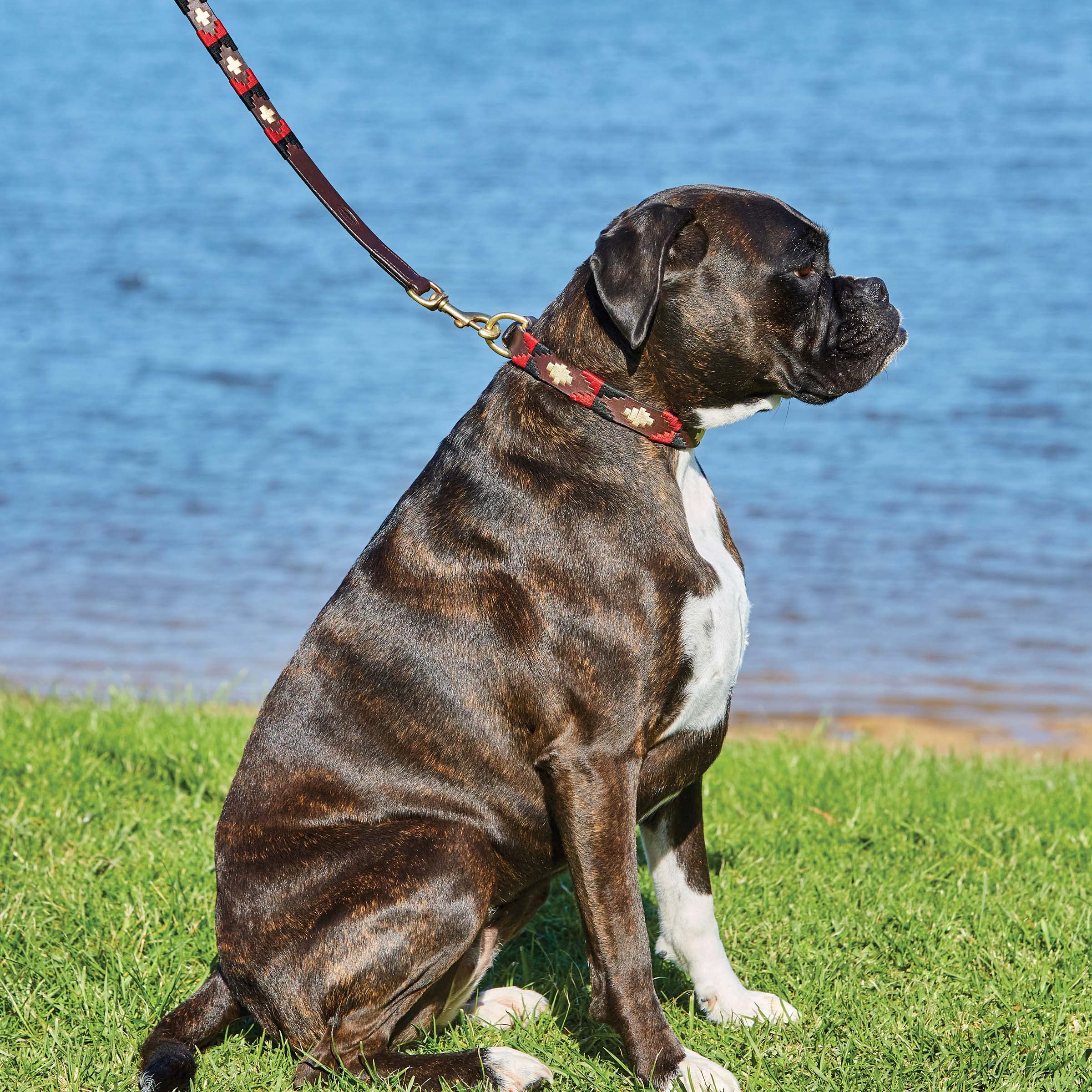 Weatherbeeta Polo Leather Dog Collar, Beaufort Brown/Pink/Blue, Small