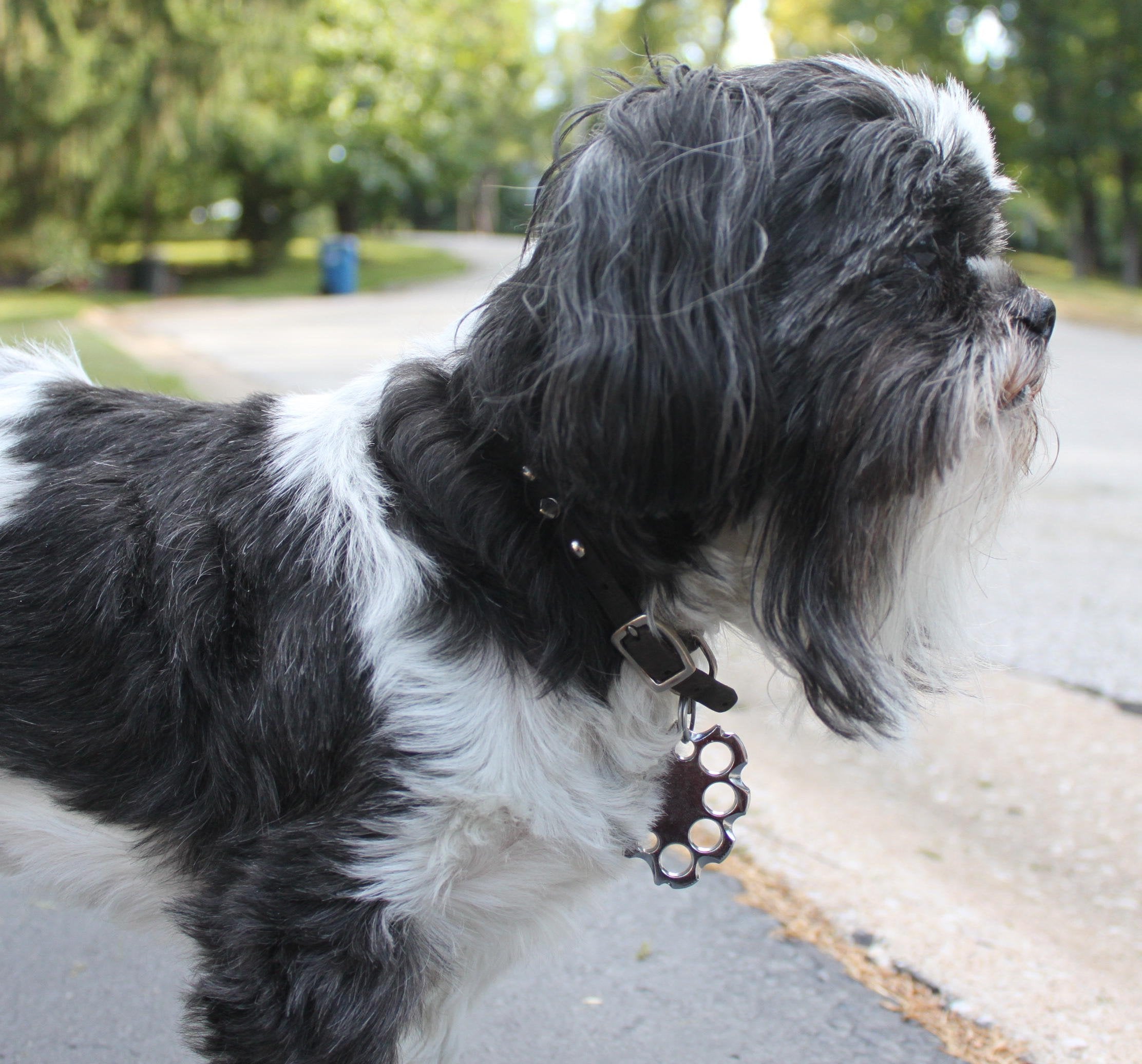 Puppyknucks Brass Knuckles Pet Id Tag Engraveable (Brass, Please Engrave)