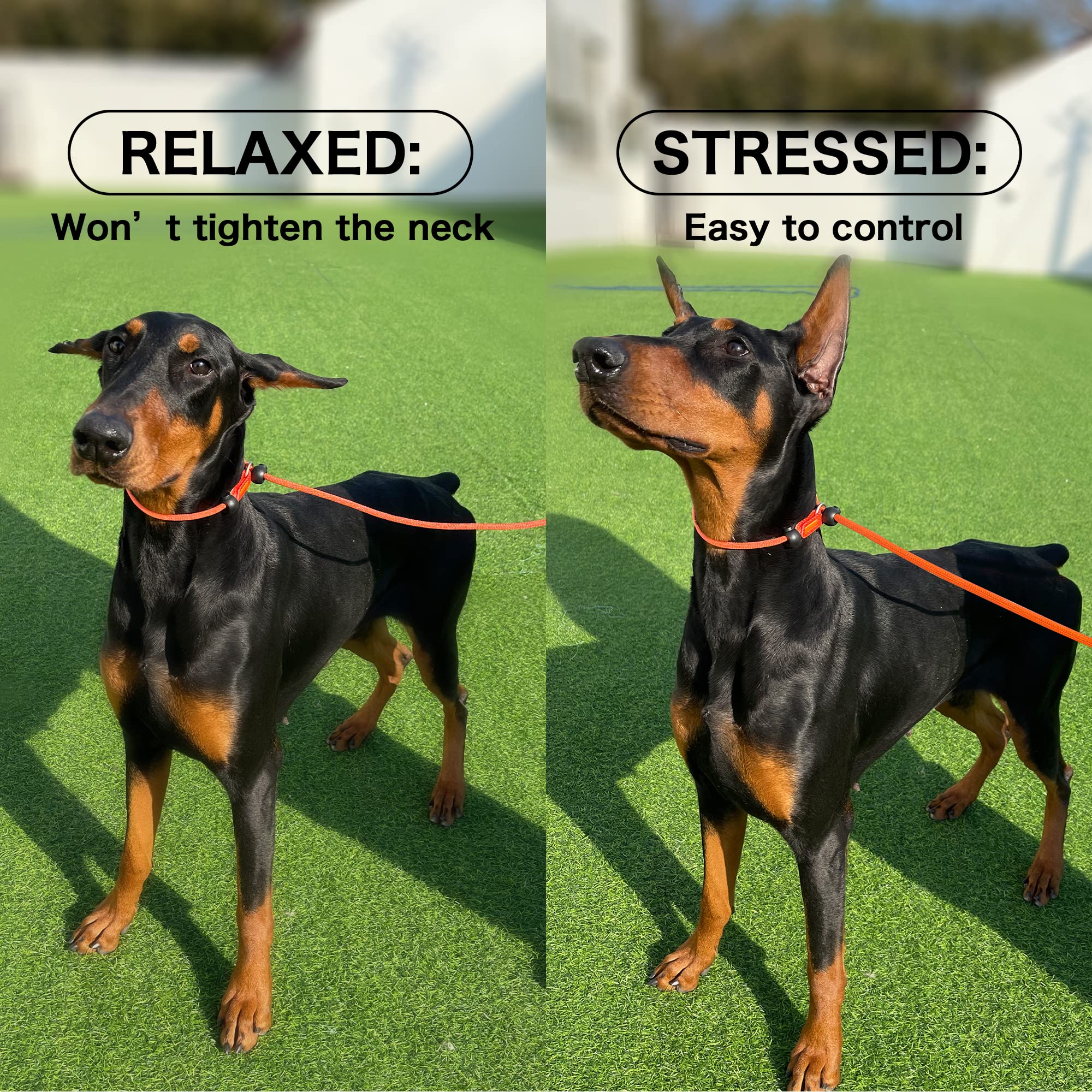 HOWGO Dog Slip Lead Leash, No-Pull Cinch Design, 5FT Heavy Duty, Durable, Padded Handle, Orange