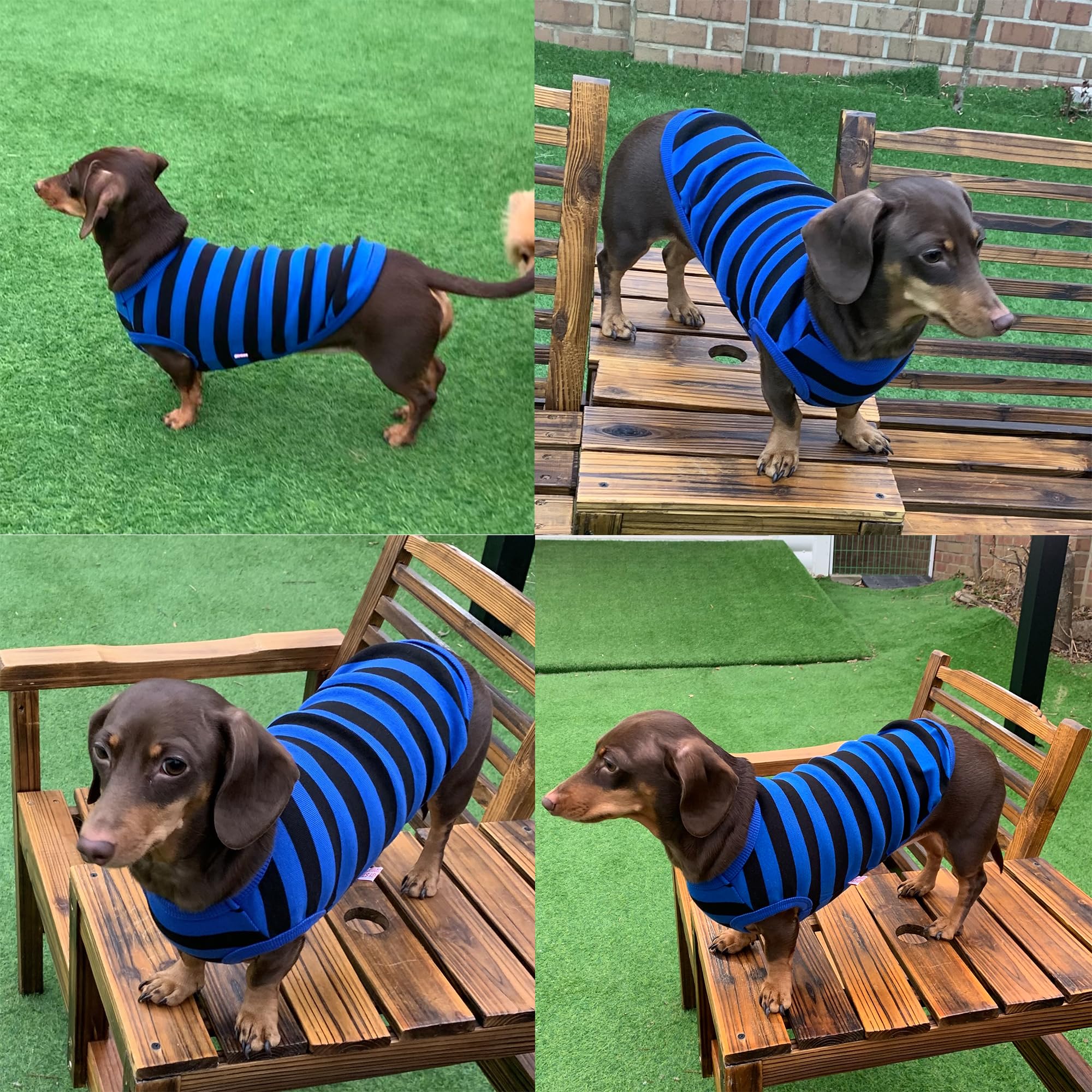 D Doggy Star Dachshund Clothes For Dogs Mini And Adults T Shirts (M,Stripe Blue/Black)