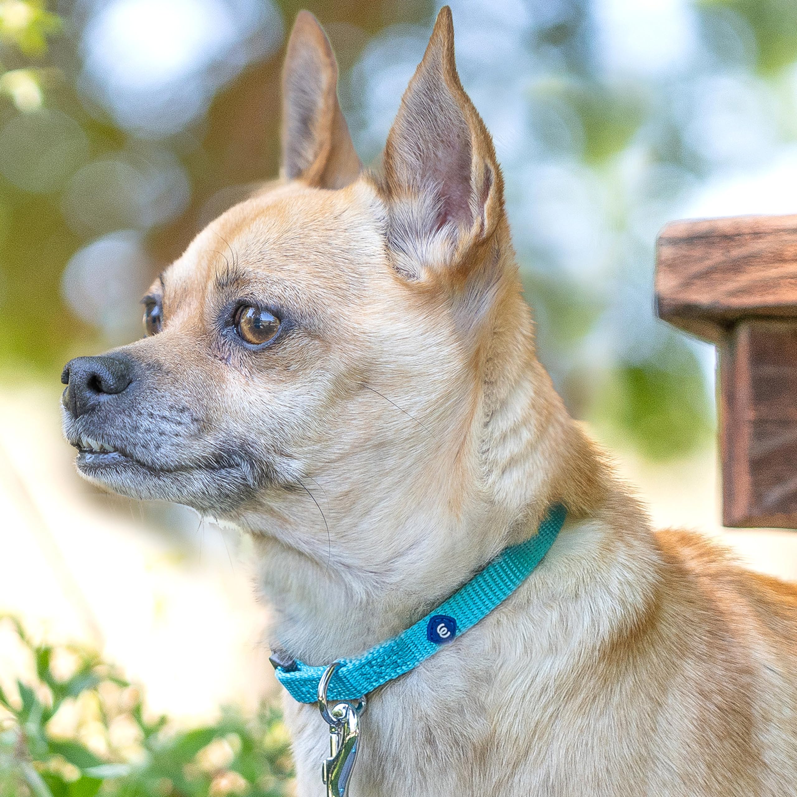 Blueberry Pet X-Small Dog Collar | Quick Release, Black Nylon For Boy & Small Dogs