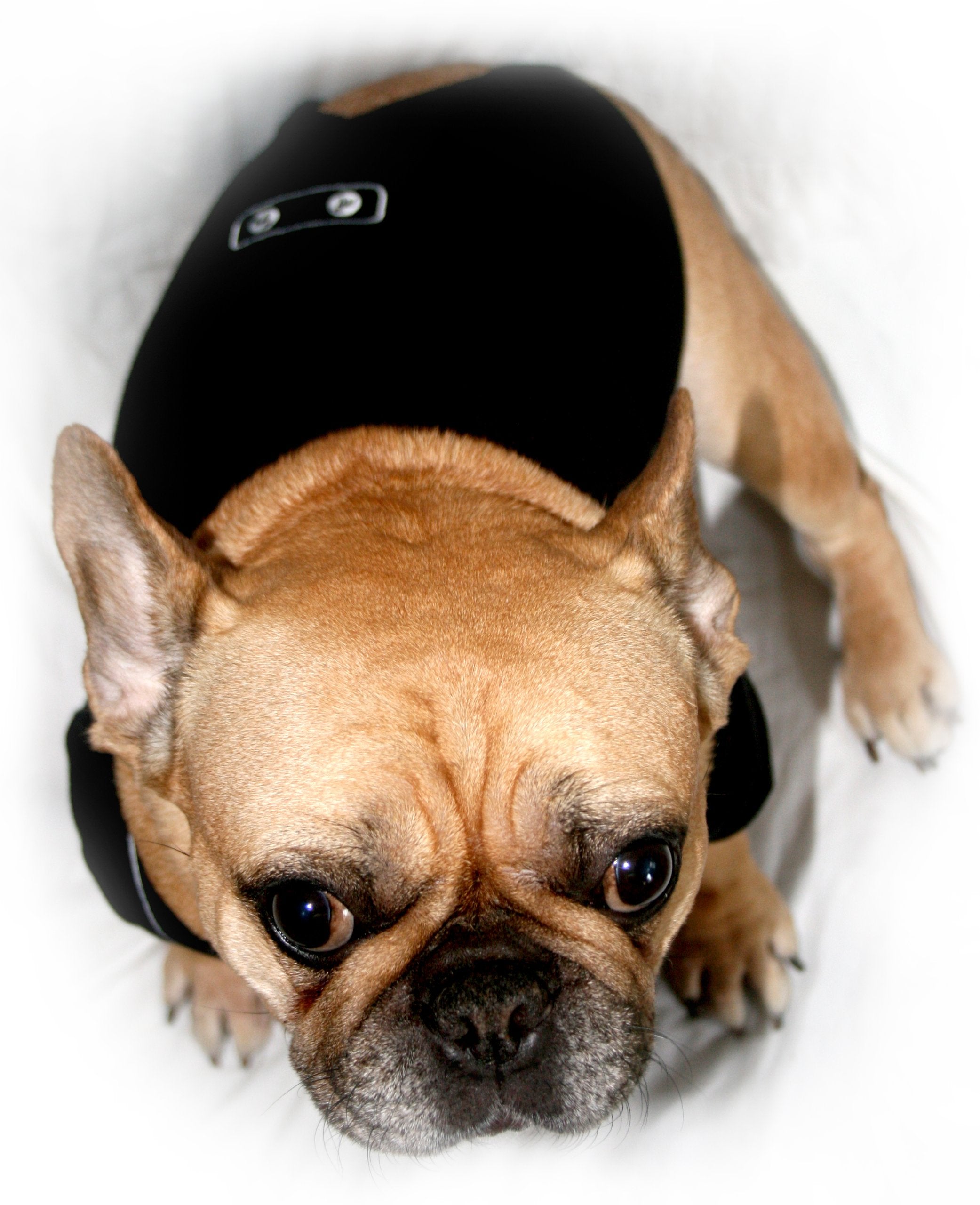 Frenchie Mini Couture Dog Tuxedo, (X-Small)