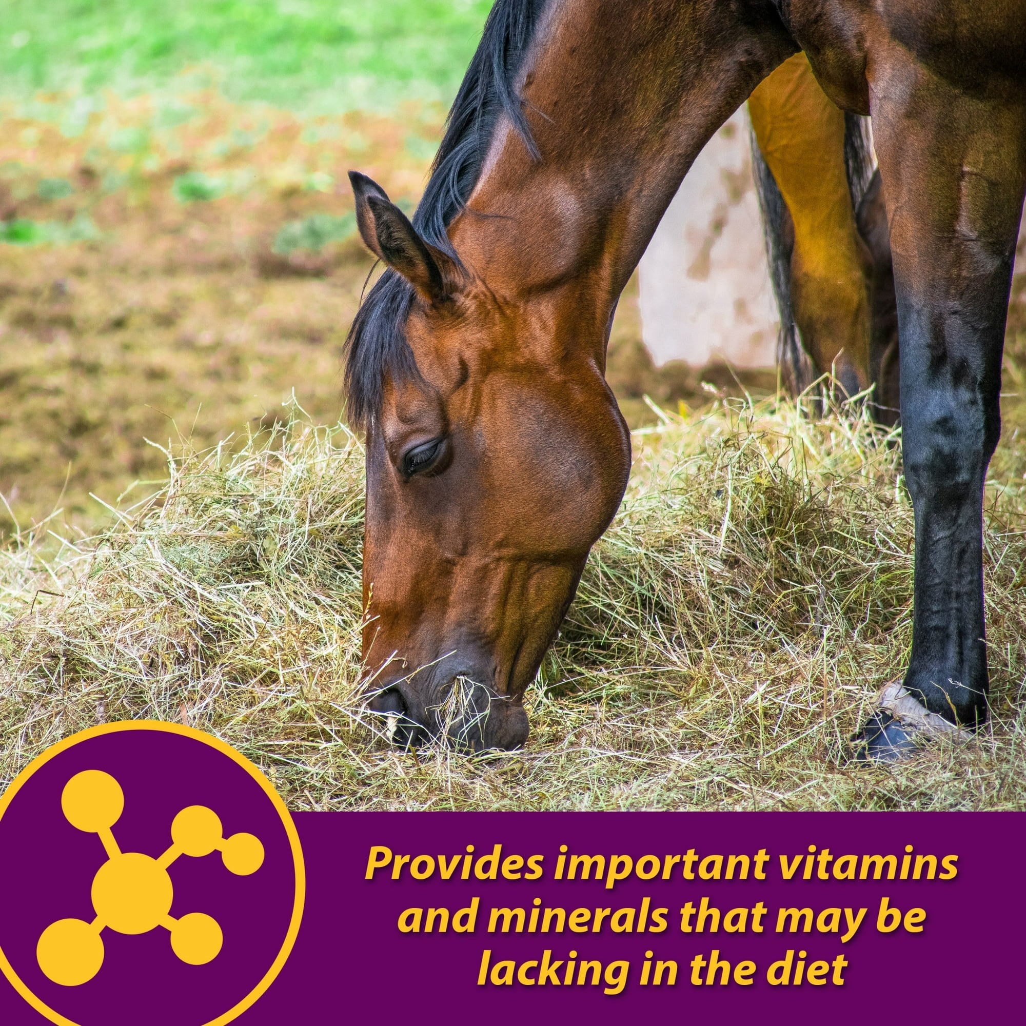 Horse Health Red Cell Supplement 32 oz. Yucca Vitamin Iron Mineral Blood Builder