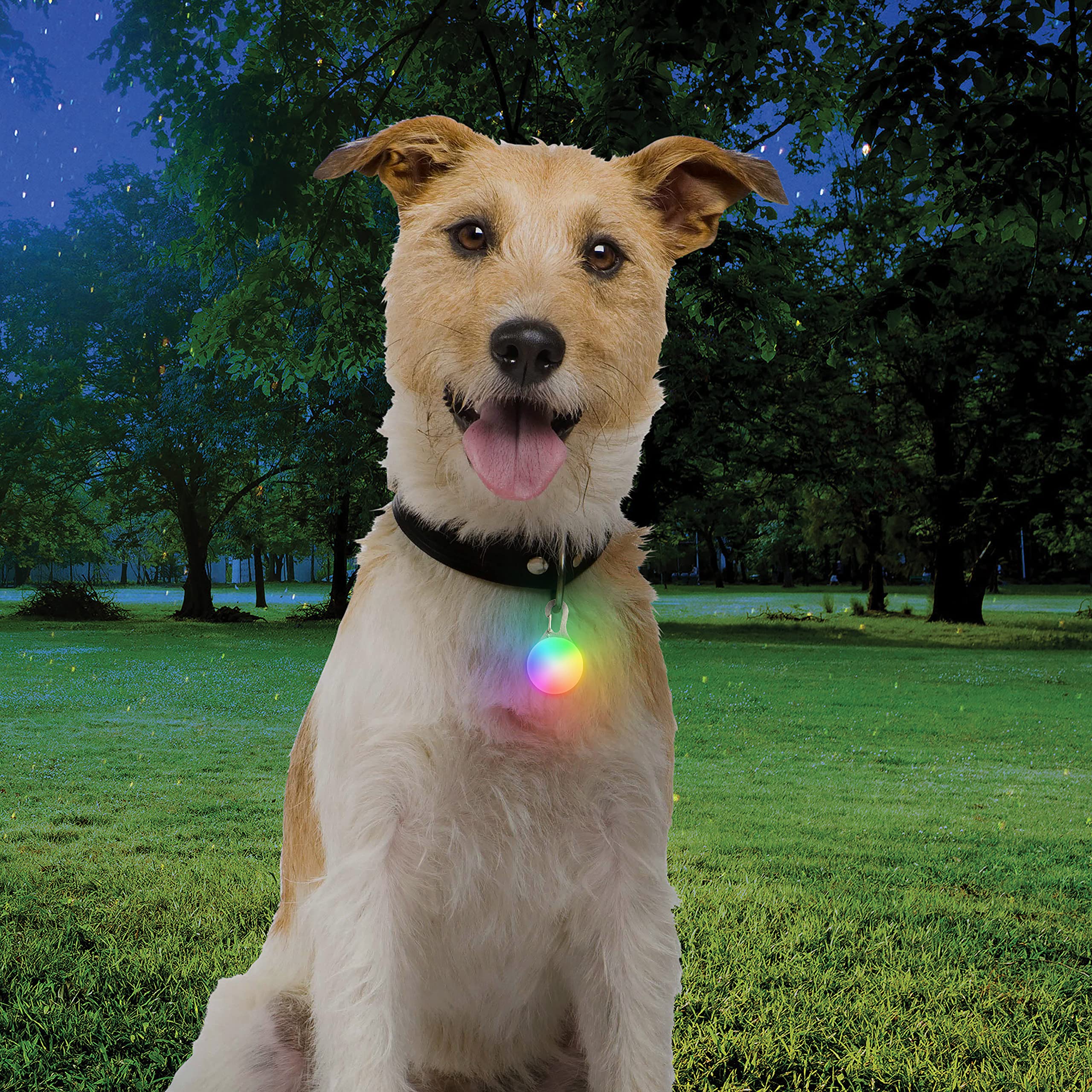 Nite Ize SpotLit - LED Dog Collar Light Clip for Safety - Dog Collar Light with Stainless Steel Carabiner Clip - USB Rechargeabl