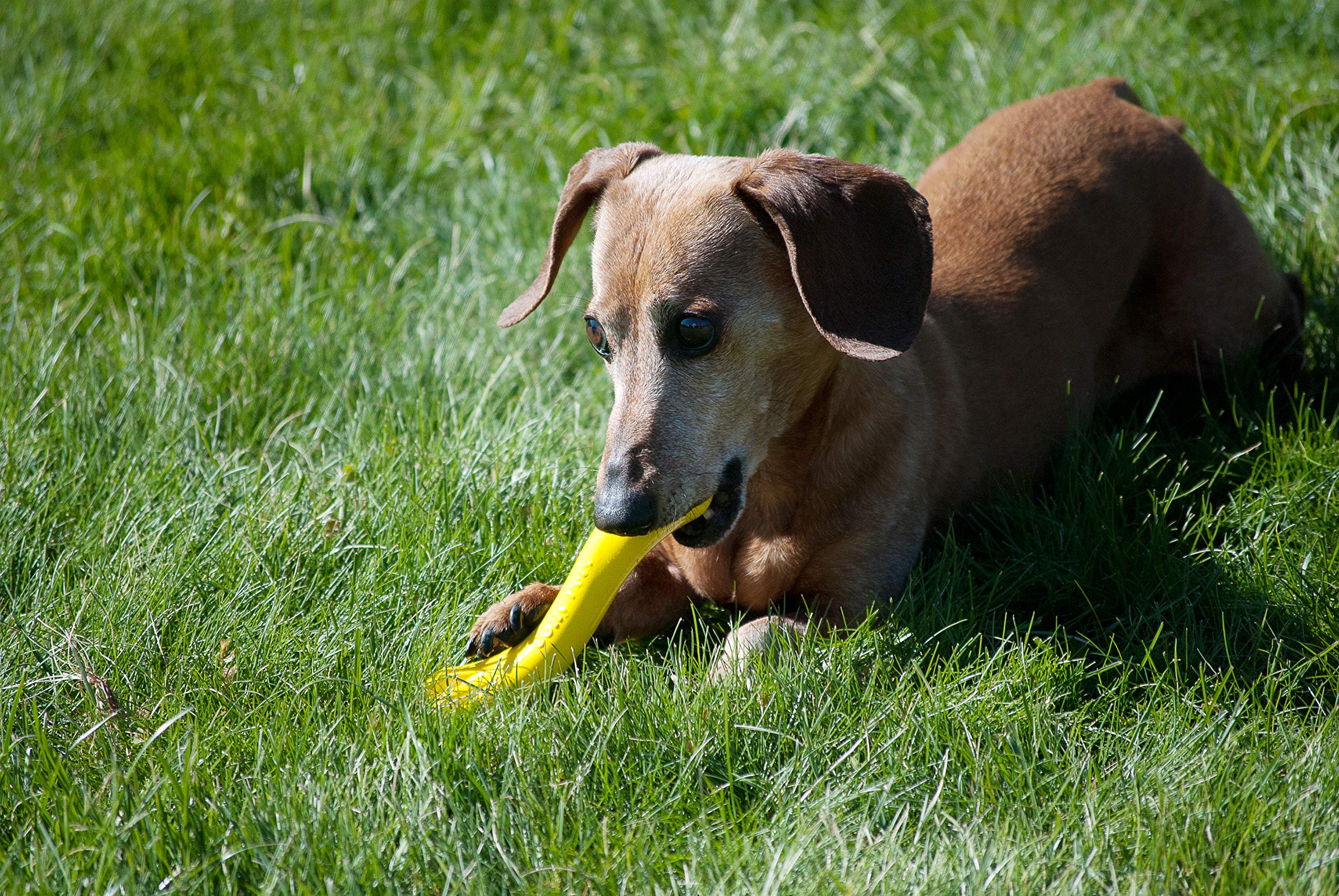 Jolly Pets Jolly Bone, Small/Yellow