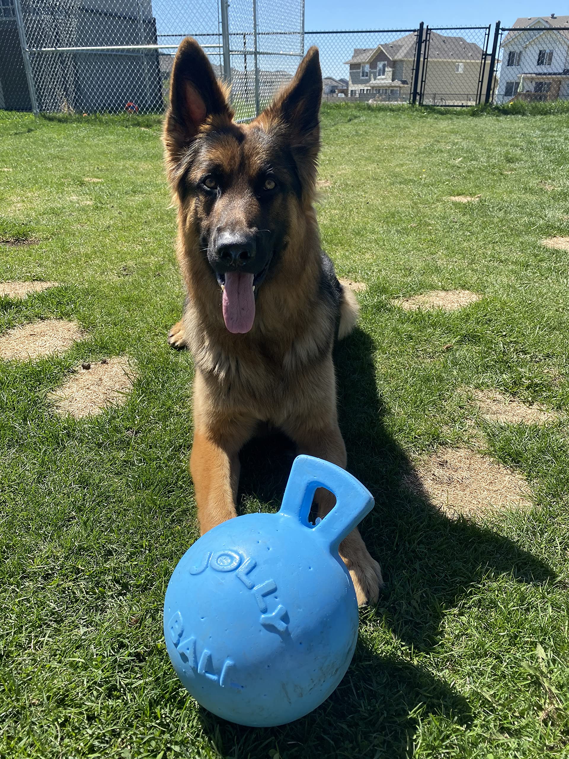 Jolly Pets Tug-N-Toss Heavy Duty Dog Toy Ball With Handle, 8 Inches/Large, Blueberry