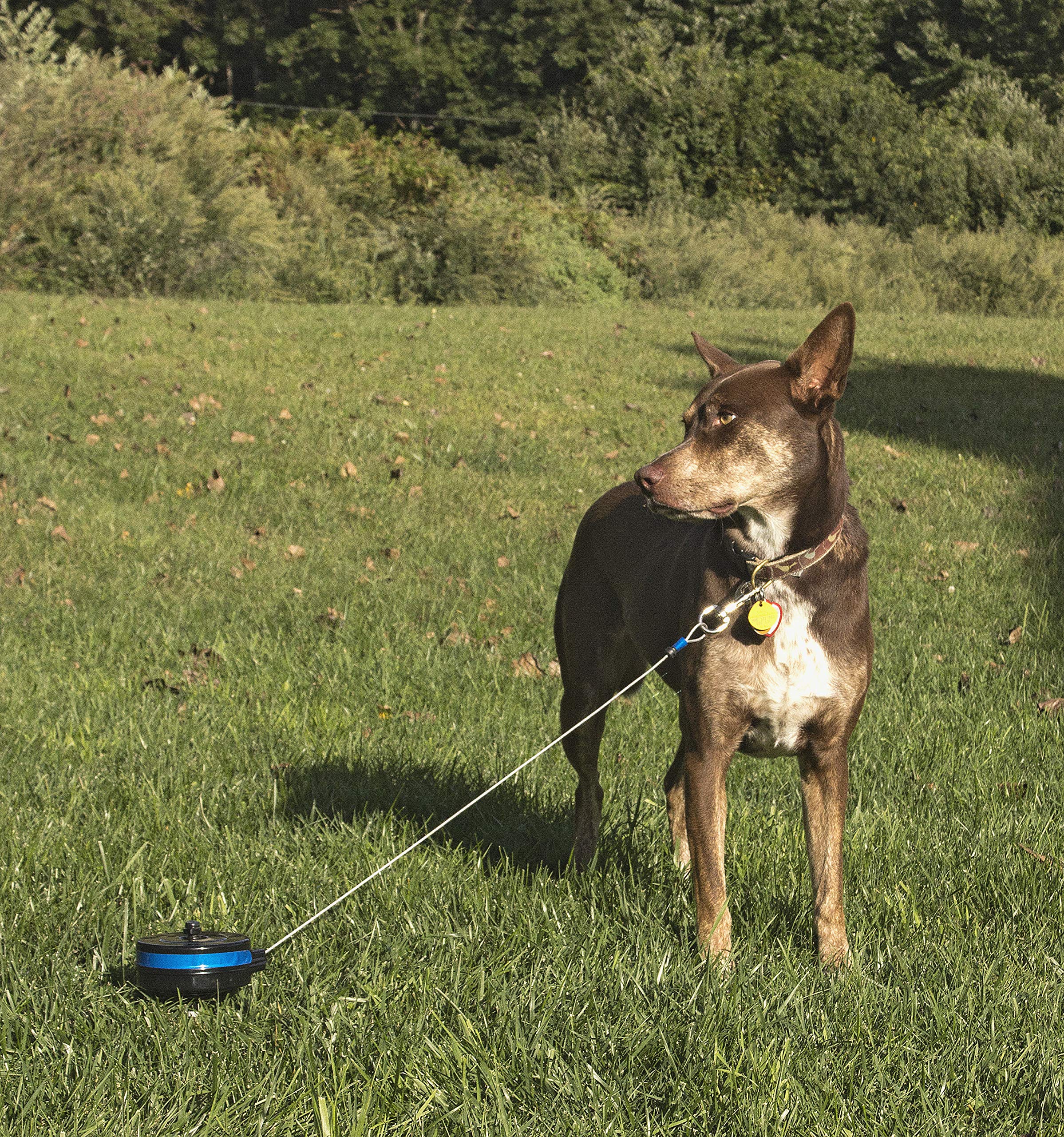 Lixit Bracket Mount And Stake Retractable Leash Tie Outs For Dogs (Stake+Bracket, Medium)