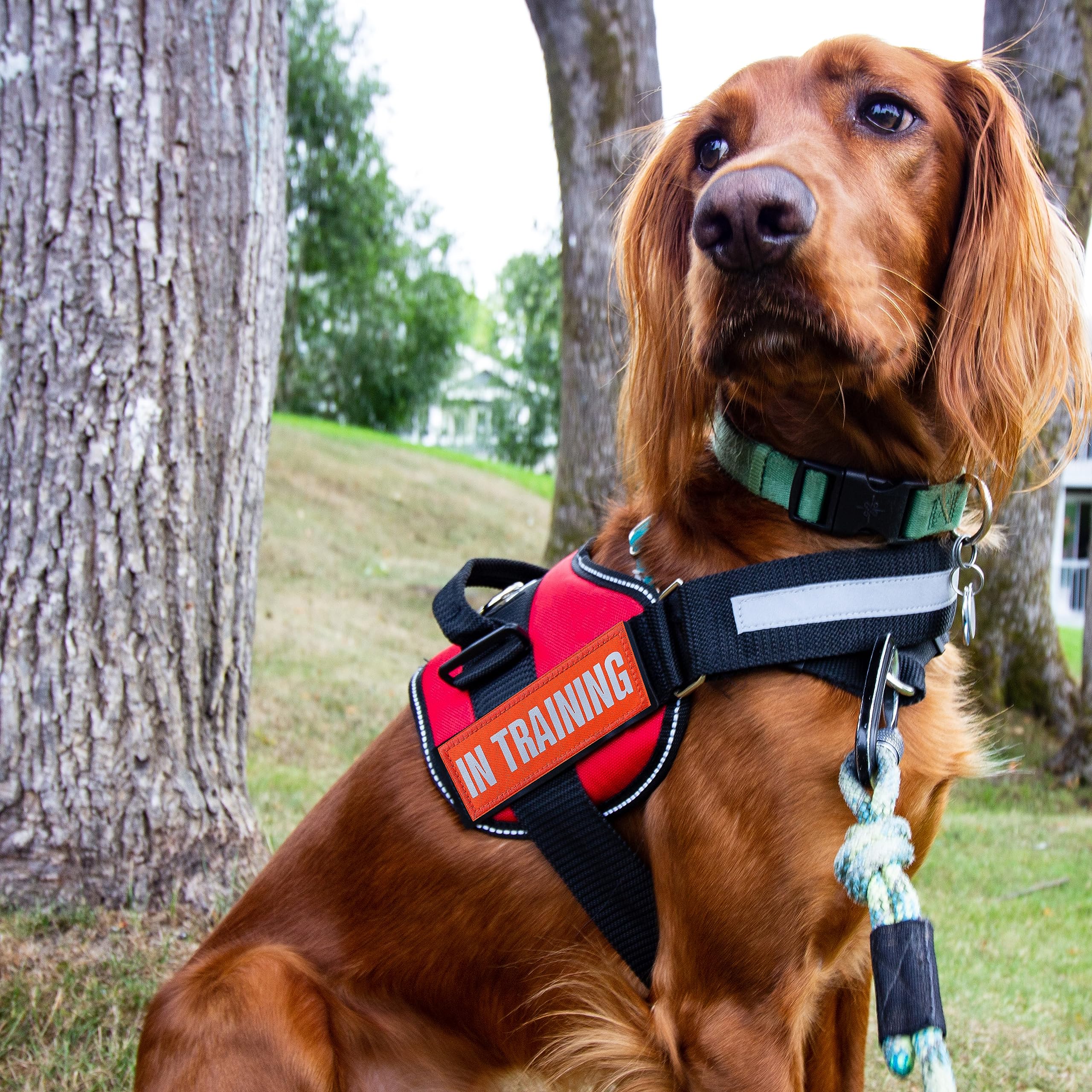J.Carp 10 Pieces Service Dog Patches Don'T Pet In Training Do Not Touch I'M Special Full Embroidered Badge Emblem Patch For Dogs Harness Vest Clothes Orange