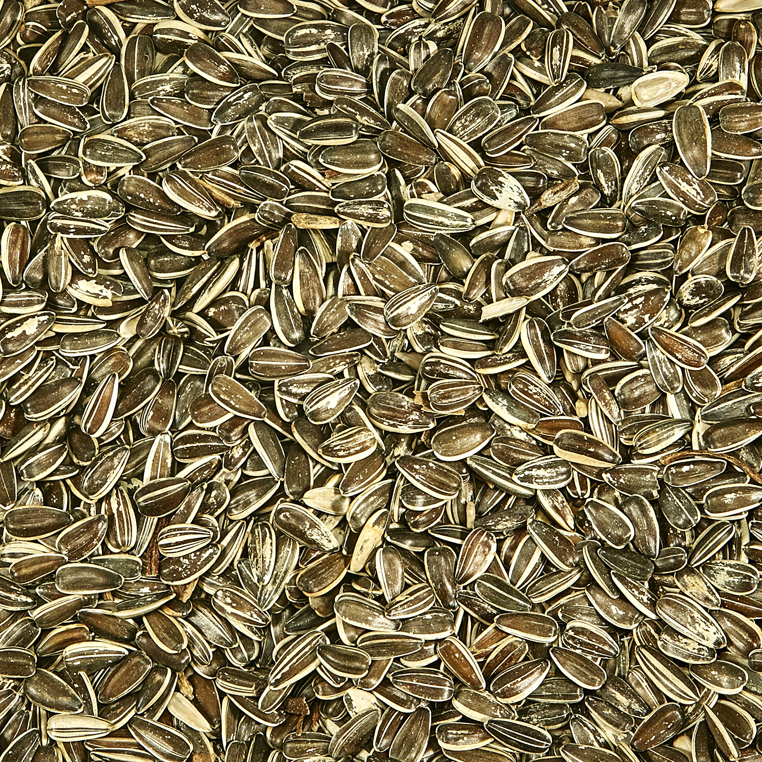Kaytee Striped Sunflower Wild Bird Food 5 Pounds