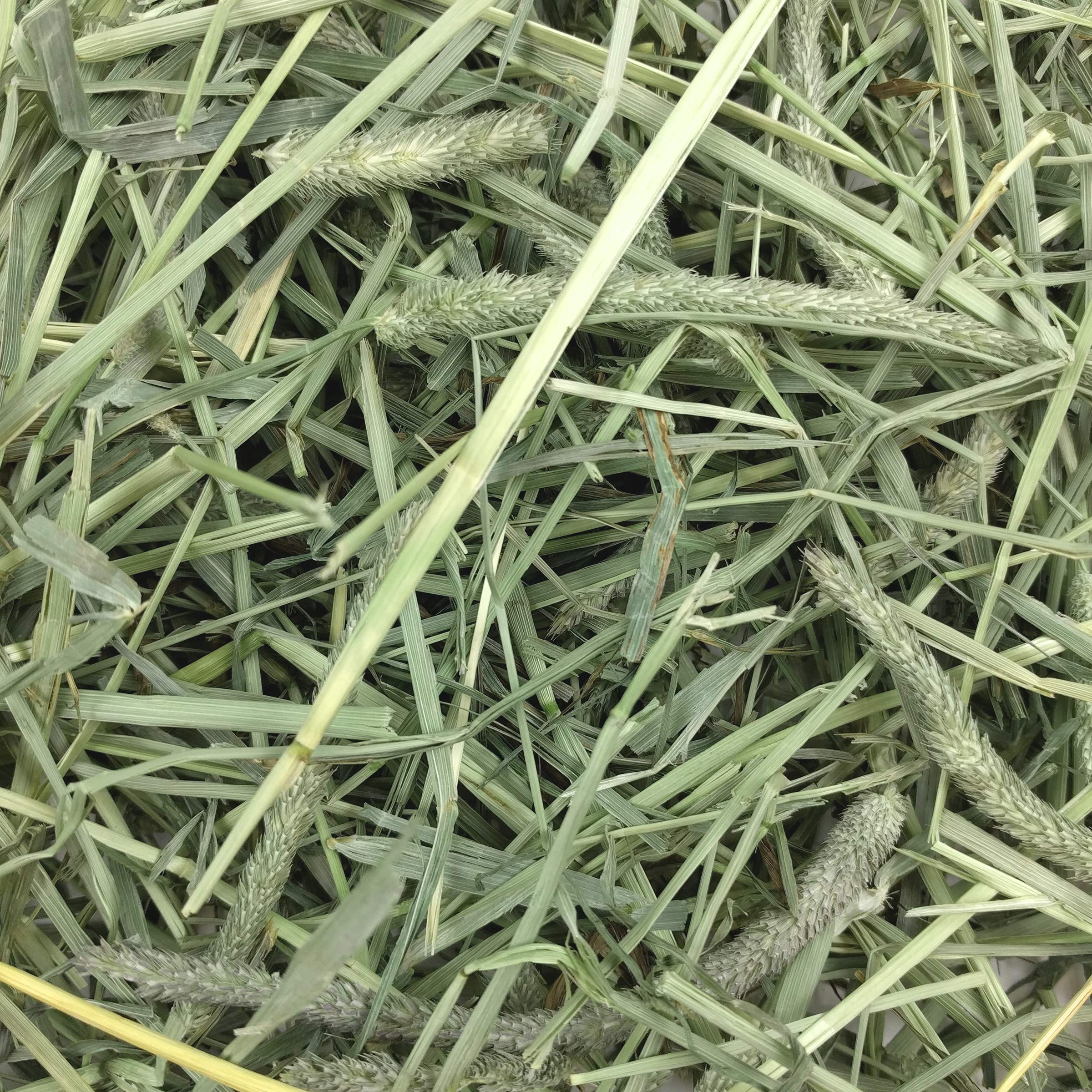 Oxbow Animal Health Western Timothy Hay- Veterinarian Recommended- Hay for Rabbits, Chinchillas, Guinea Pigs & Other Small Pets-