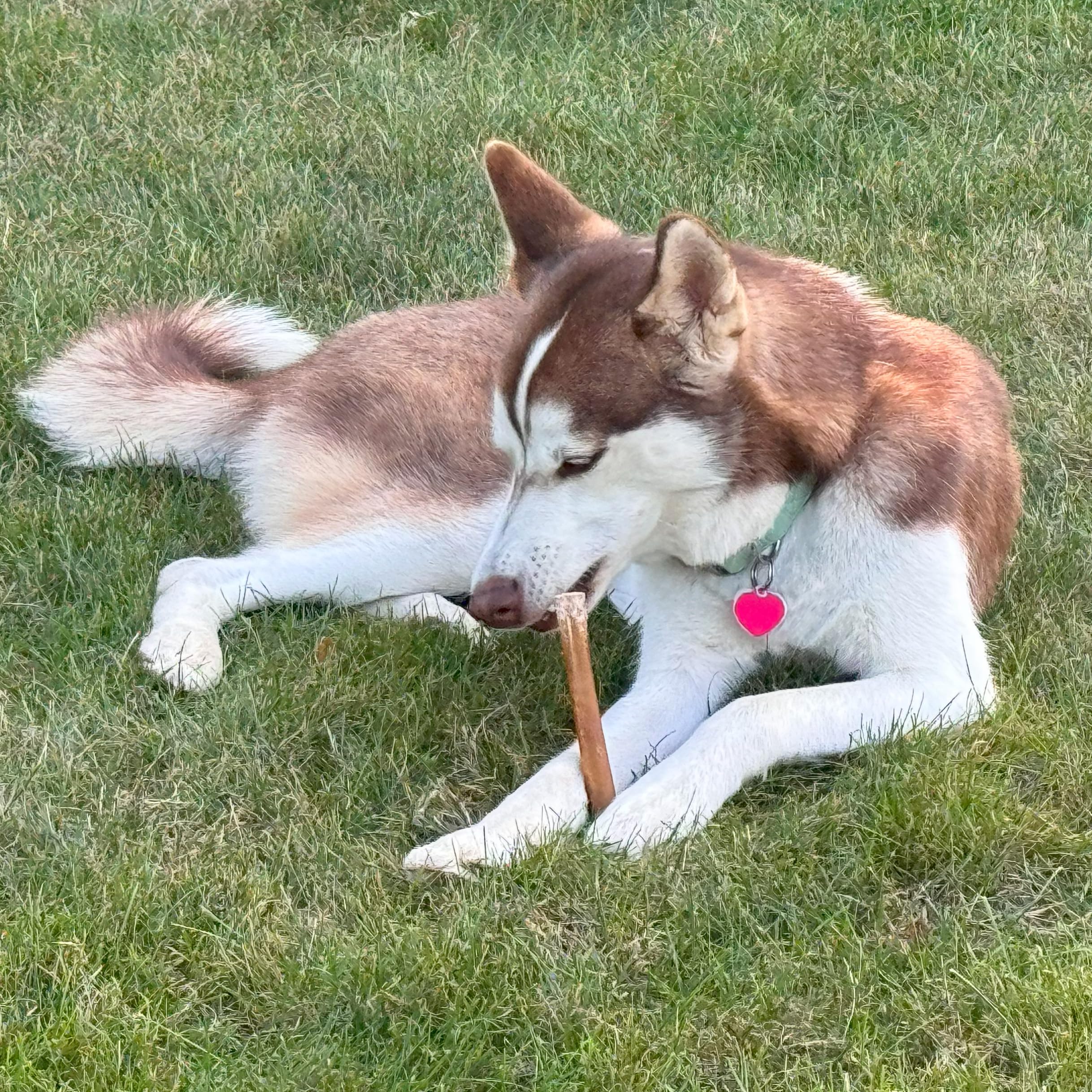 Fieldcrest Farms 6in Bully Crunchers - All-Natural 100% Beef Bully Stick Alternative, Highly Palatable, Easily Digestible, No Ad