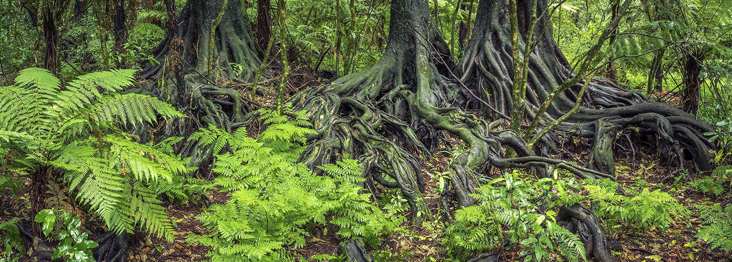 Carolinacustomcages Reptile Habitat Background; Rain Forest Ferns & Roots For 20L, 3-Sided Wraparound